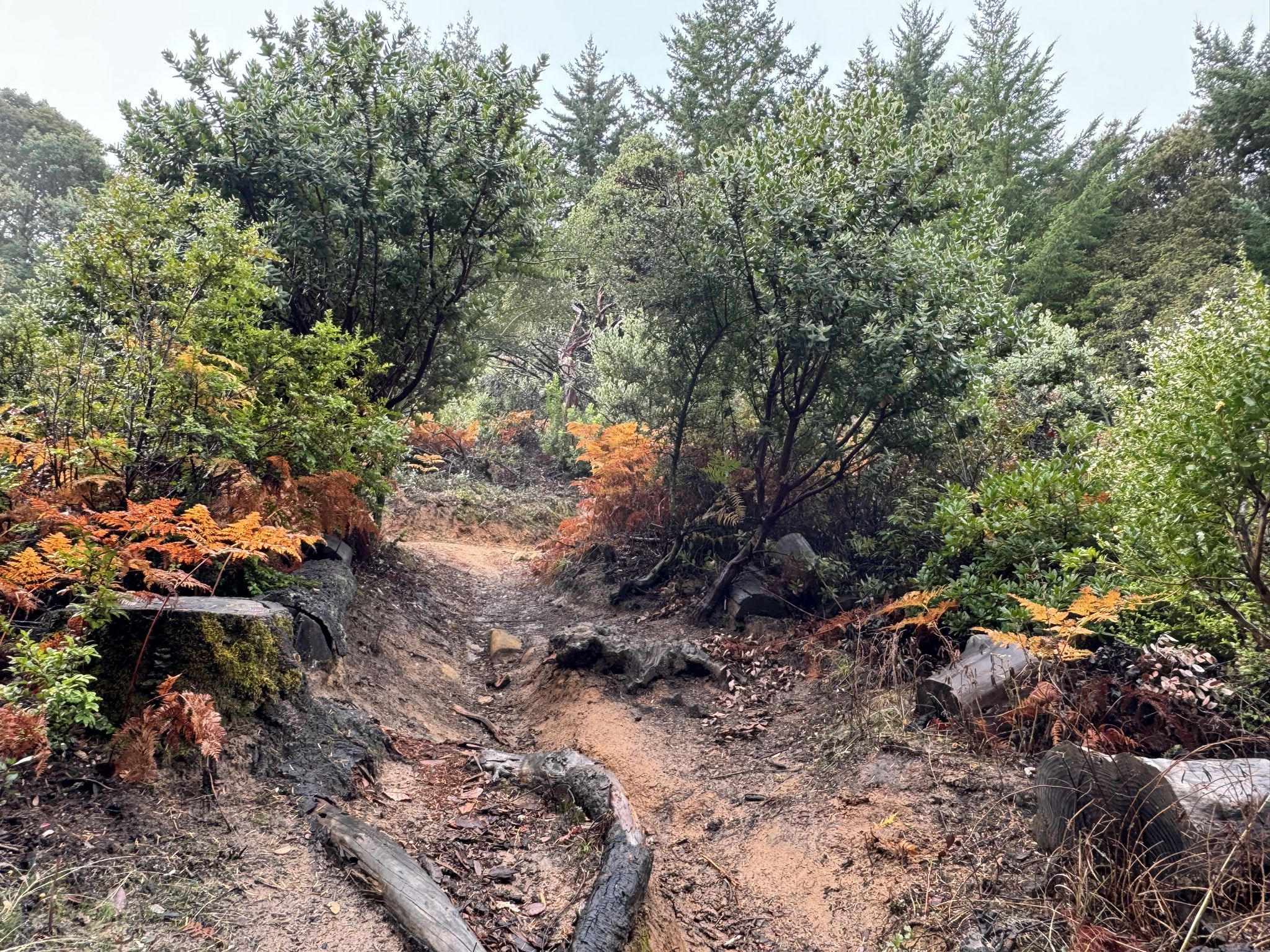 A muddy, rocky trail winding through dense green and orange foliage. - Kings Mountain Road loop from Teague Hill Open Space Preserve