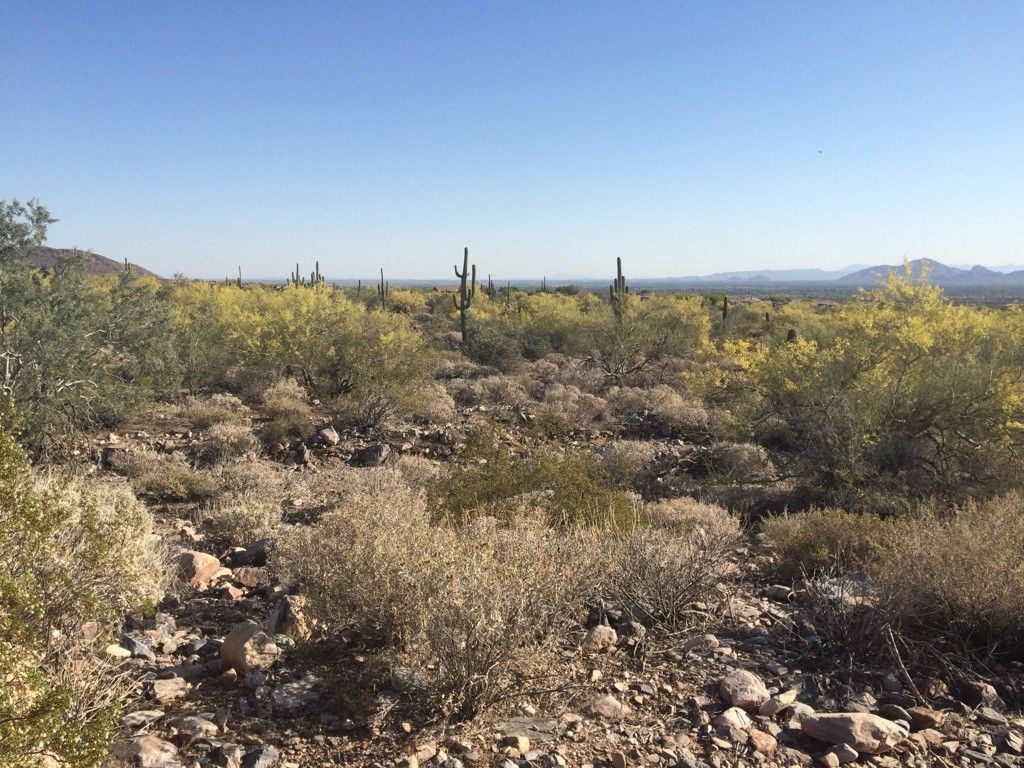 Arid desert landscape with saguaro cacti and yellow-flowering shrubs under clear sky. - Windgate and Bell Pass Loop