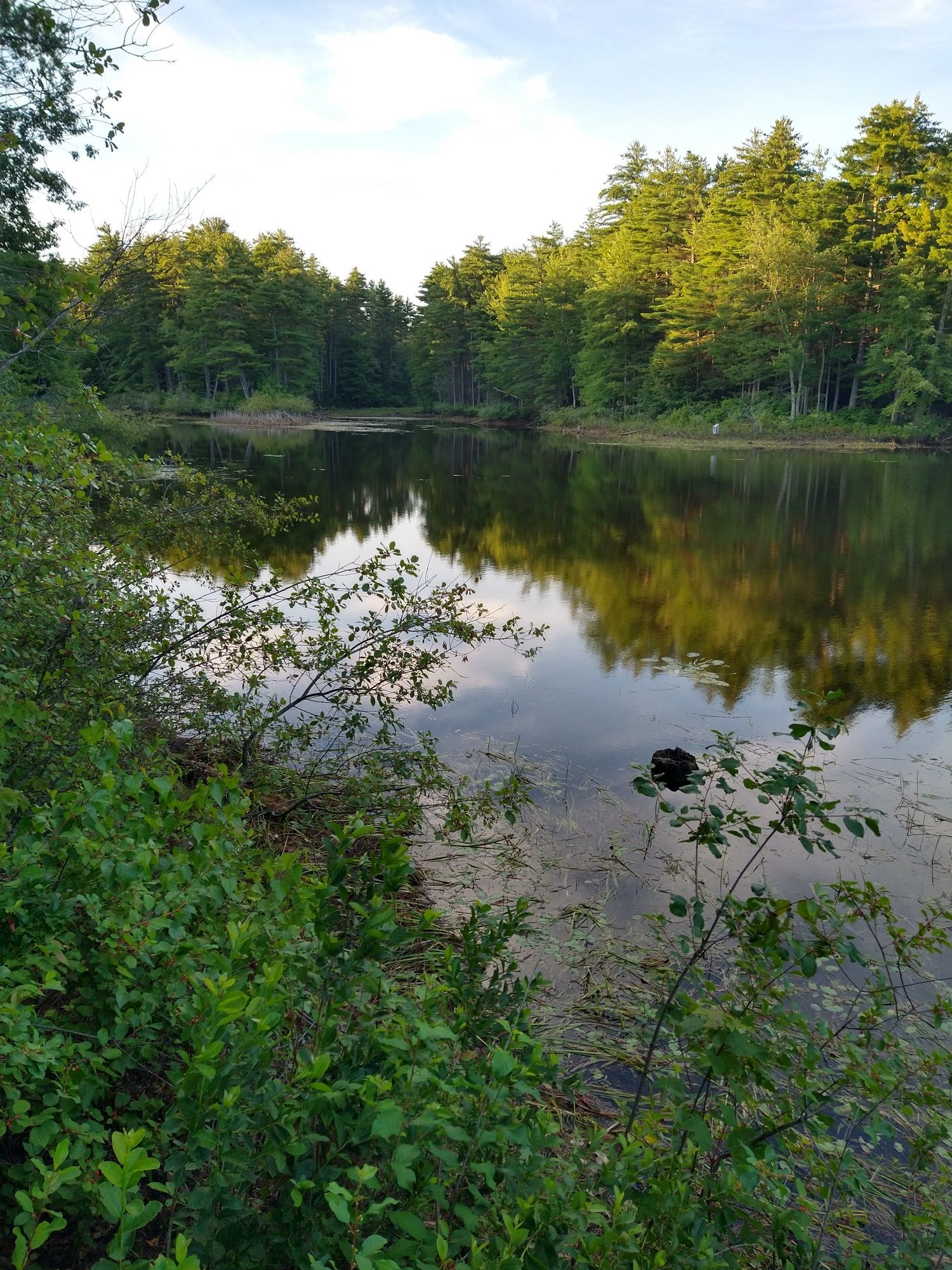Calm lake reflecting green trees under bright sky, with lush foreground. - Ferry Way and Peverly Pond Trail Loop