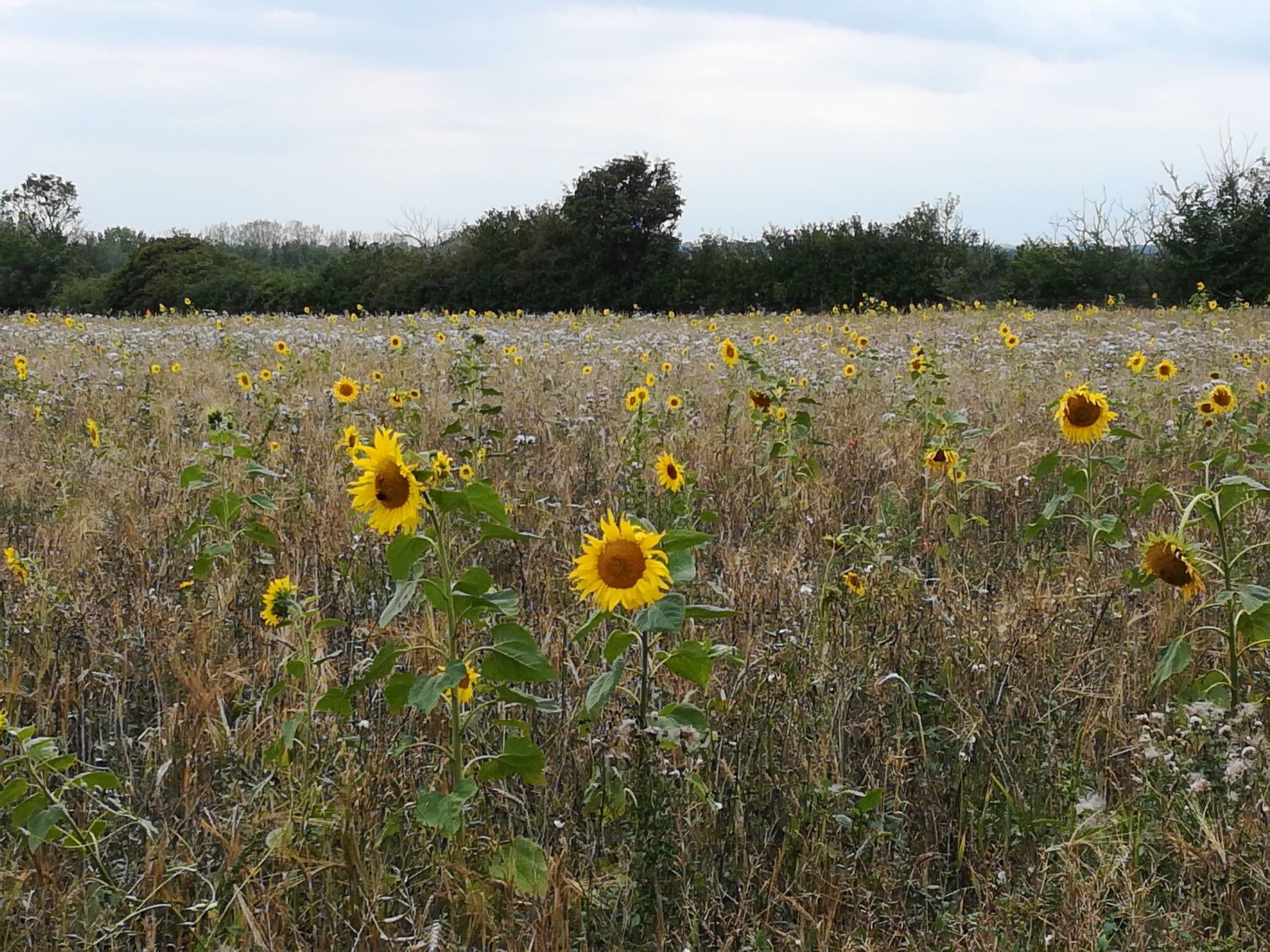 Sunflower Meadow