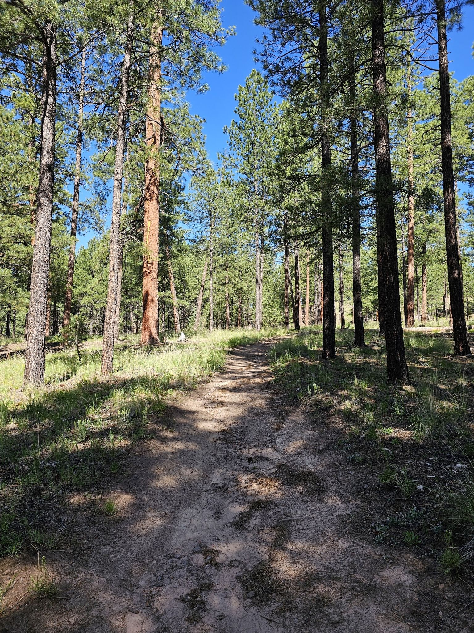 A sunlit dirt path winds through a dense pine forest. - East Fork Trail 137