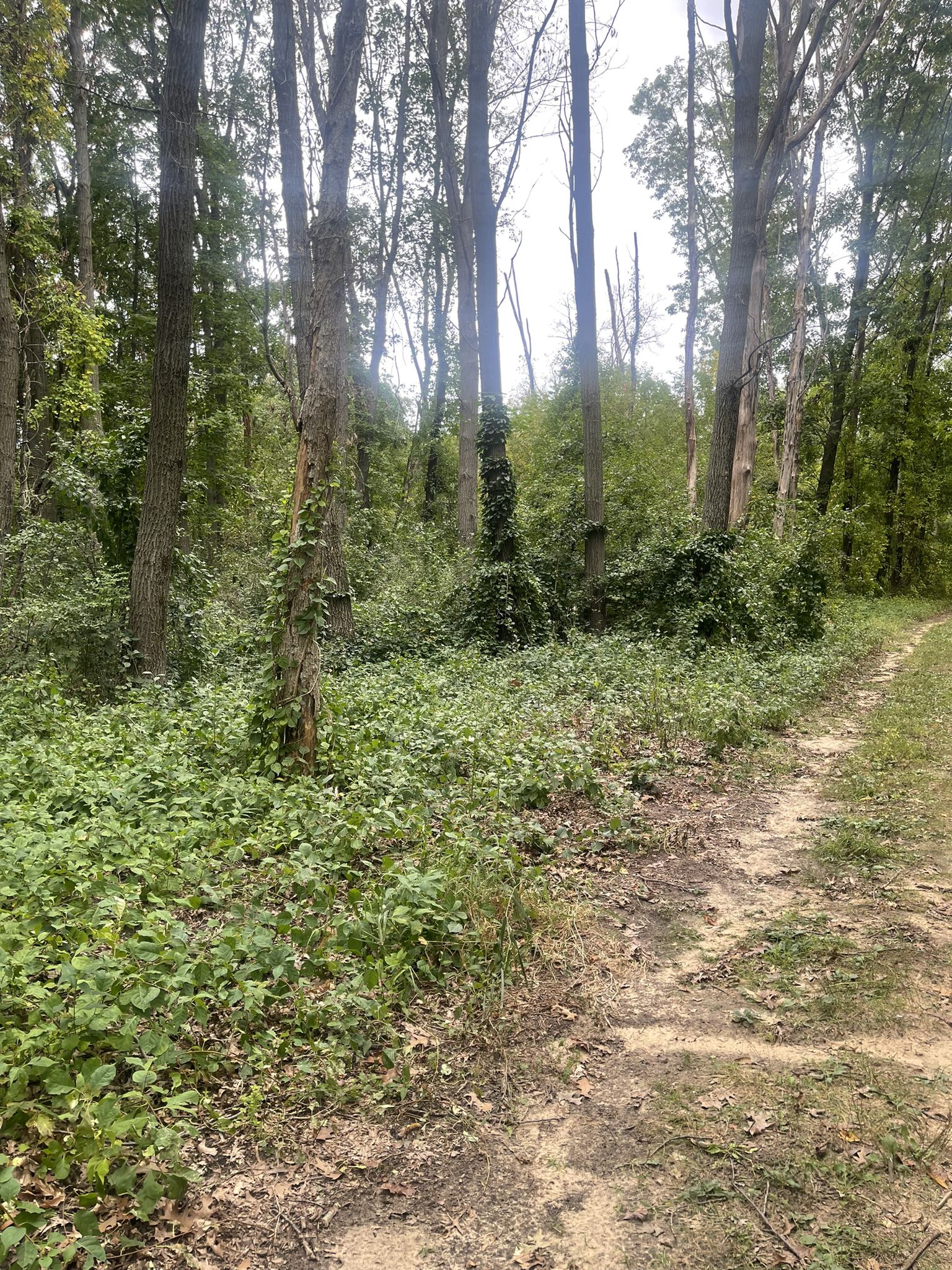 Dirt path next to dense green undergrowth and tall trees on an overcast day. - Cannonball Loop