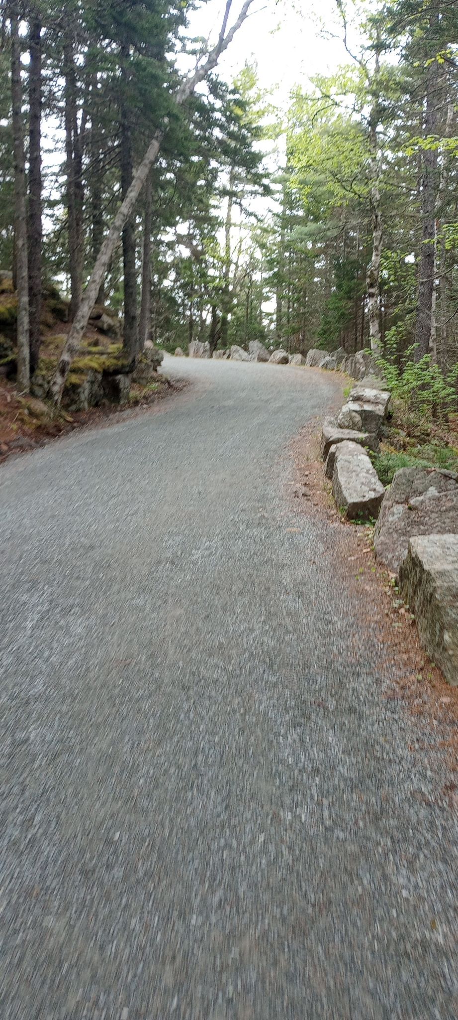 Curving gravel path through a green forest with large rocks along the side. - Hadlock Loop