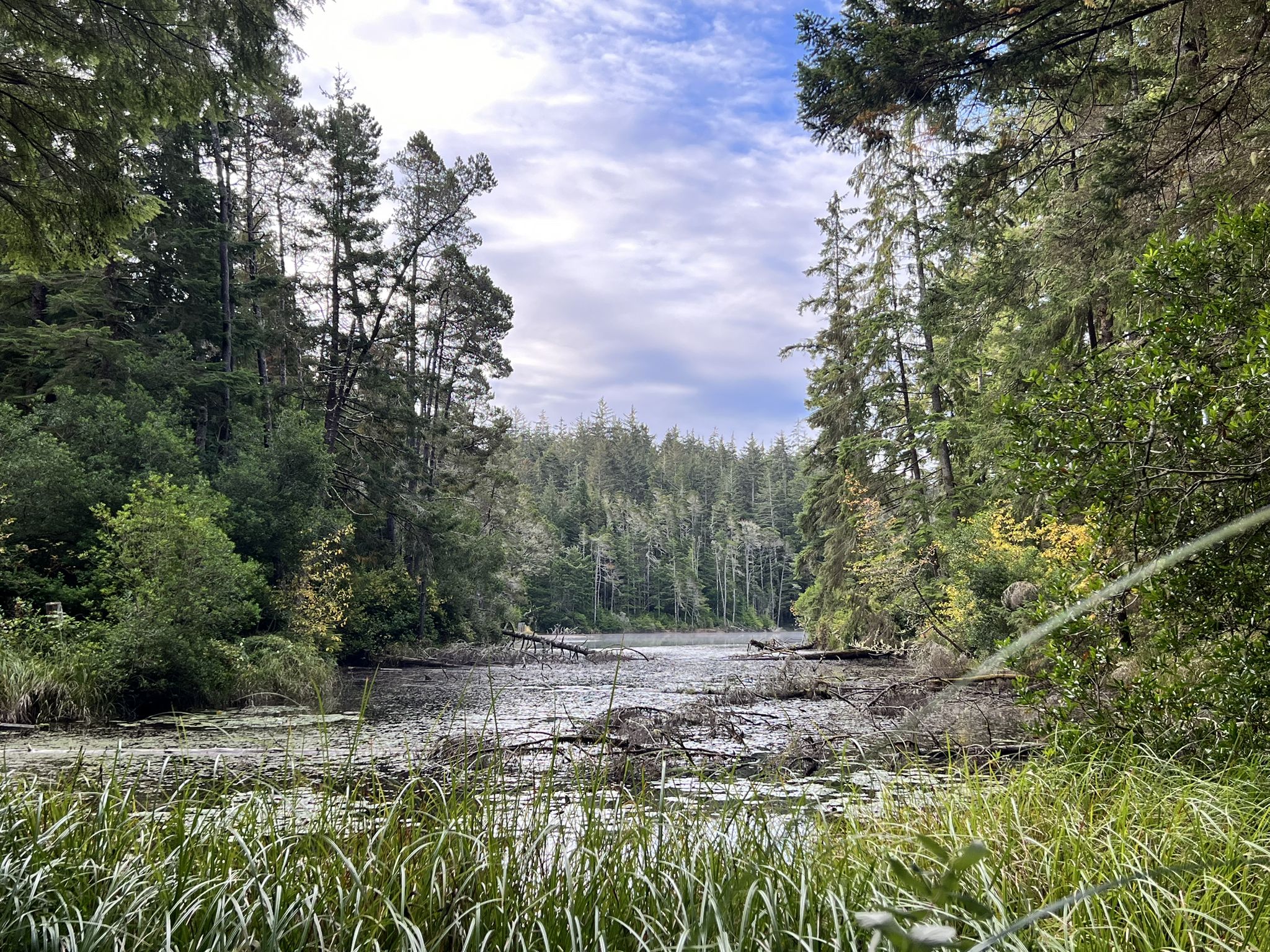 Overcast view of a calm, dark water body surrounded by dense green forest. - Lilly Lake loop from Jessie M. Honeyman Memorial State Park