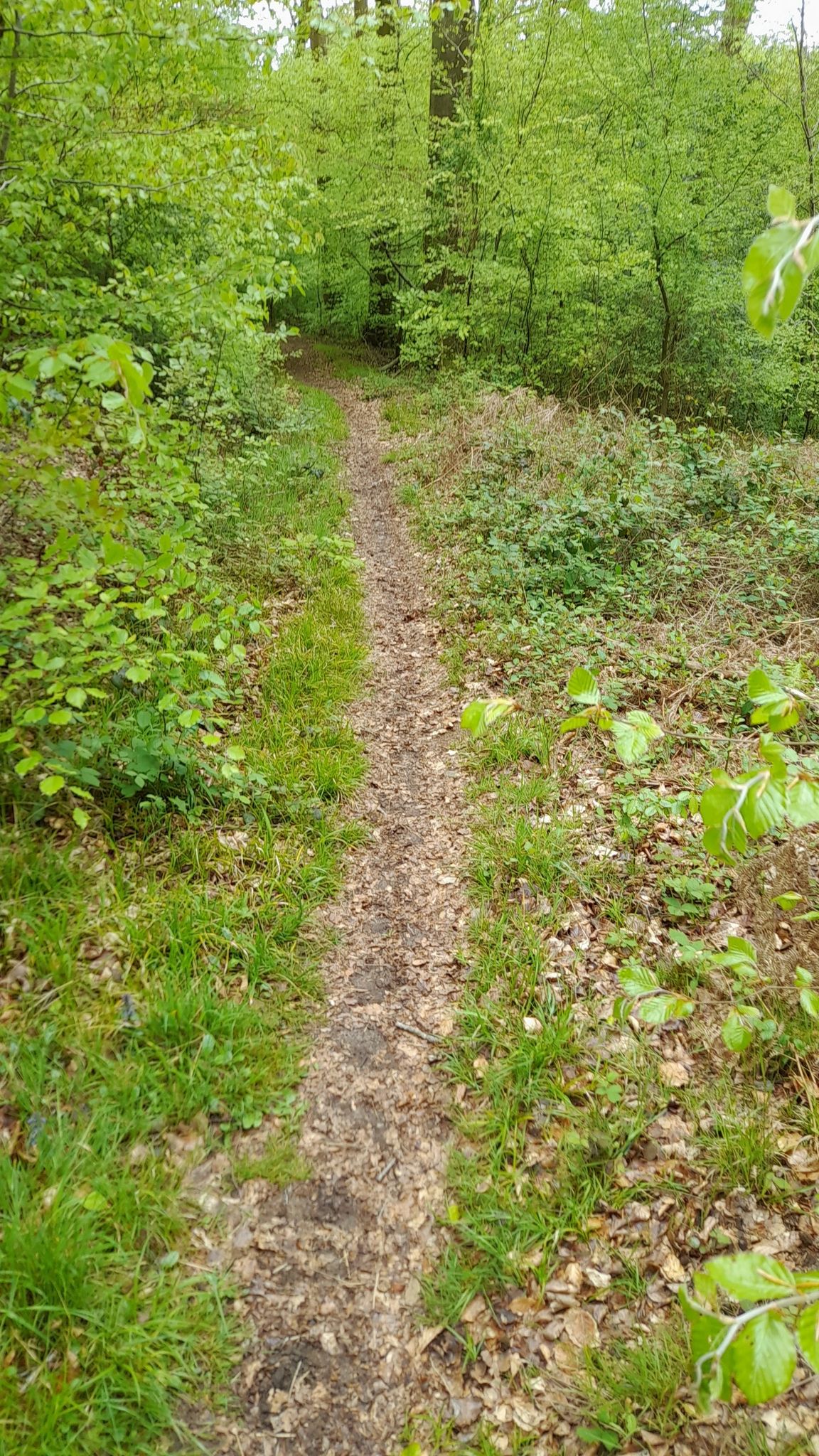 singltrack heaven