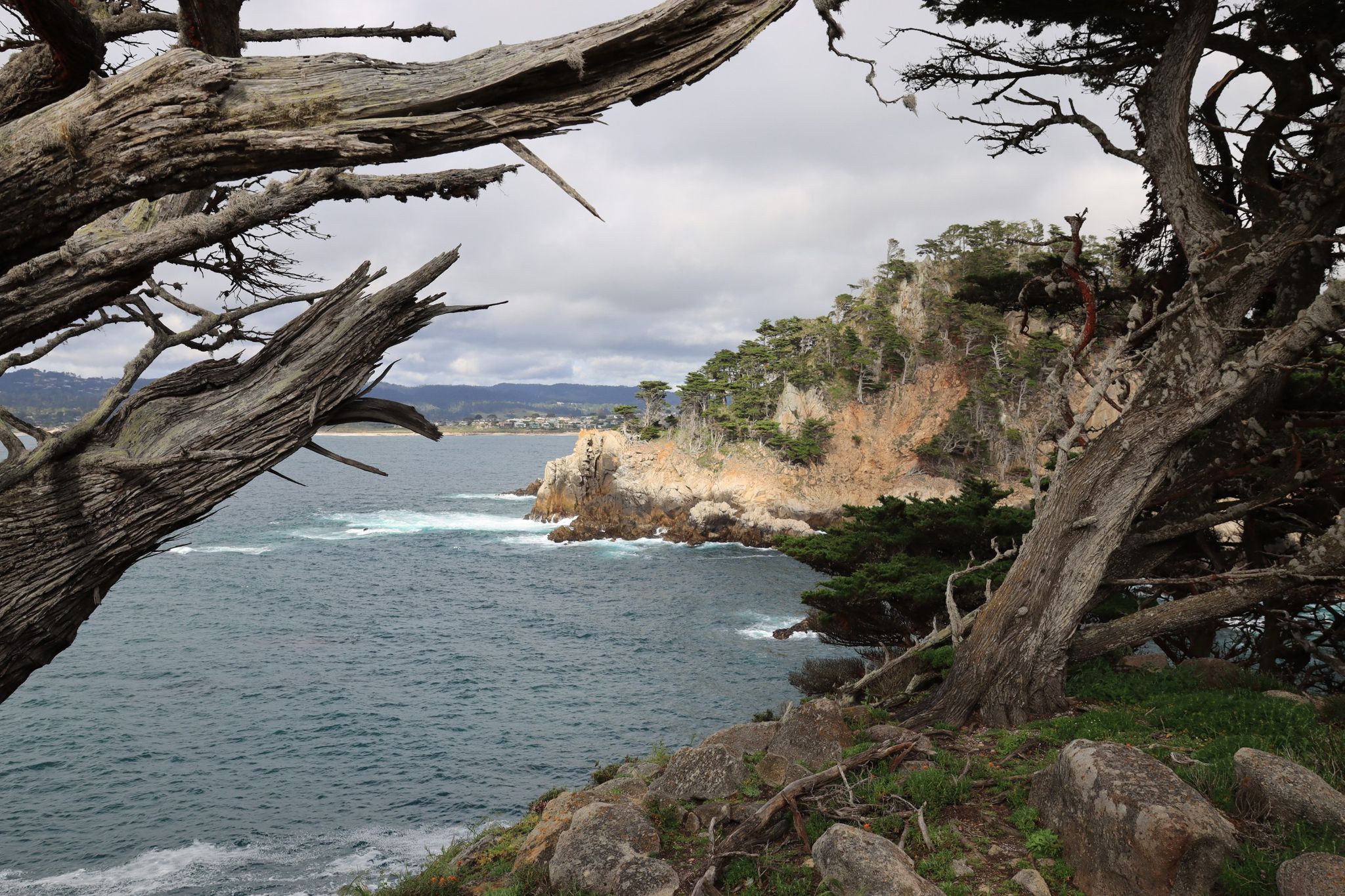 Gnarled tree branches frame a cloudy coastal view with rocky cliffs and ocean. - Cypress Grove Trail