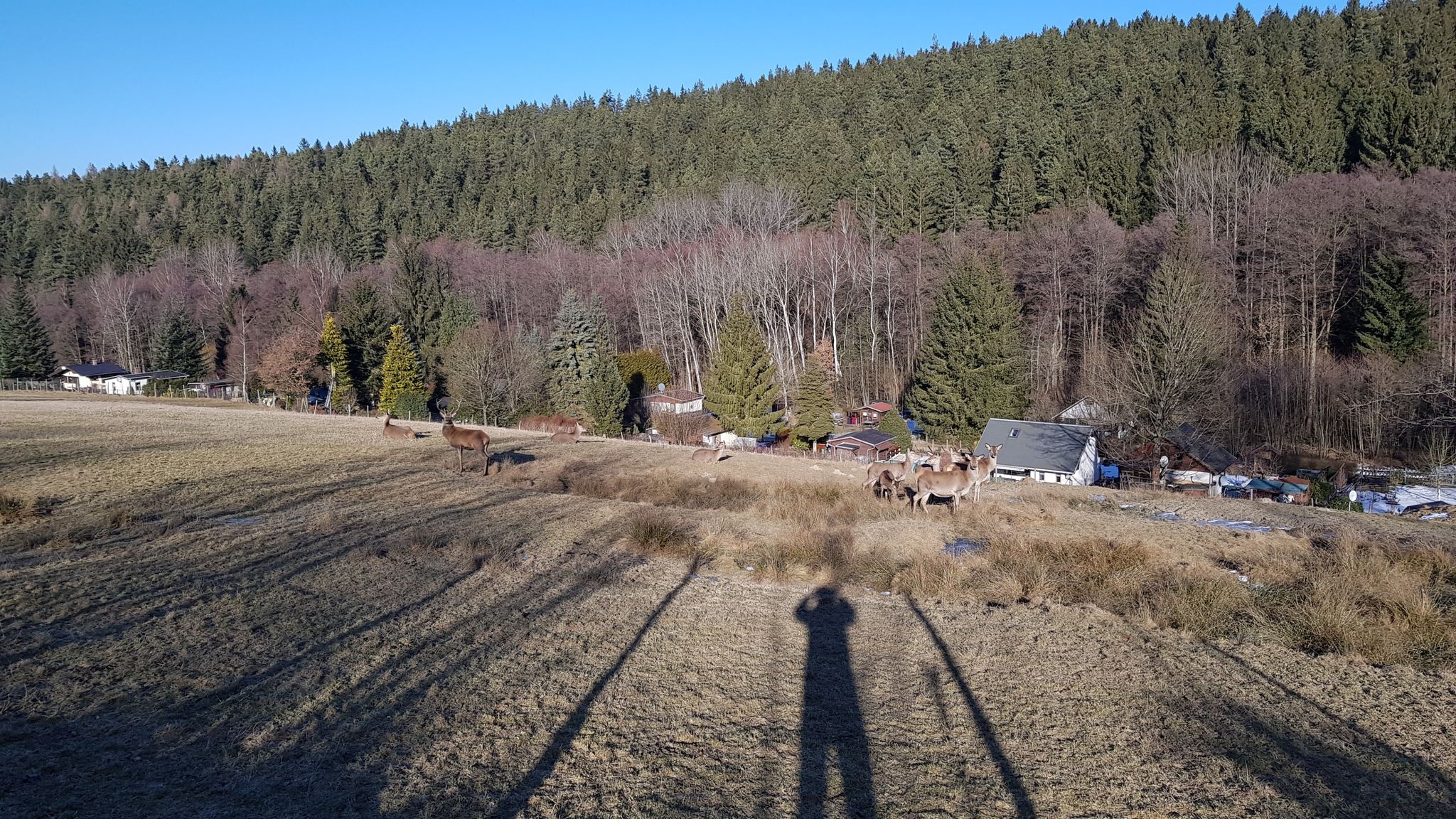 Am Wildgehege
