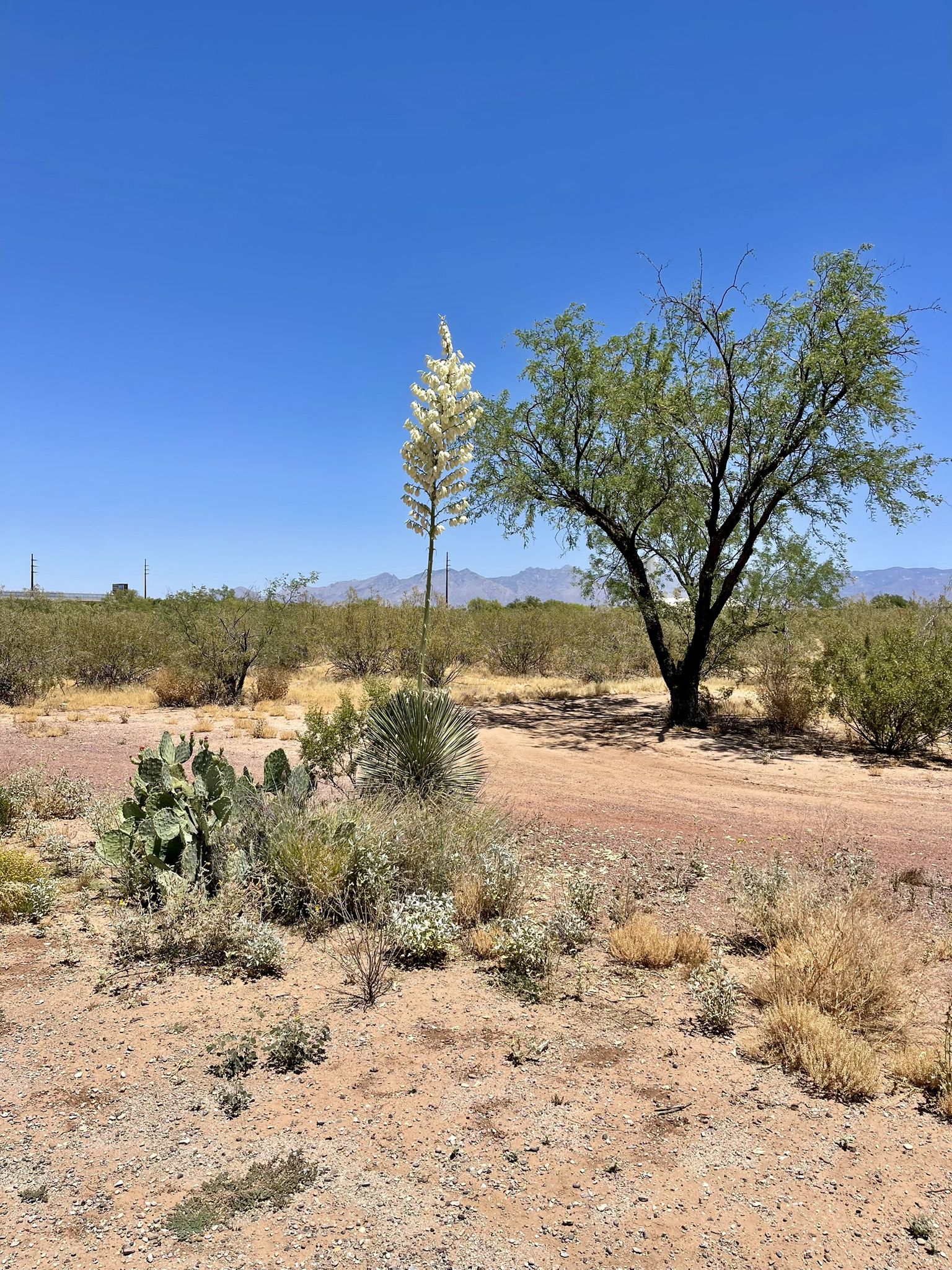 Desert landscape with a tall flowering yucca and a green tree. - Julian Wash Greenway – Robert A. Price Senior Park loop from Julian Wash Greenway