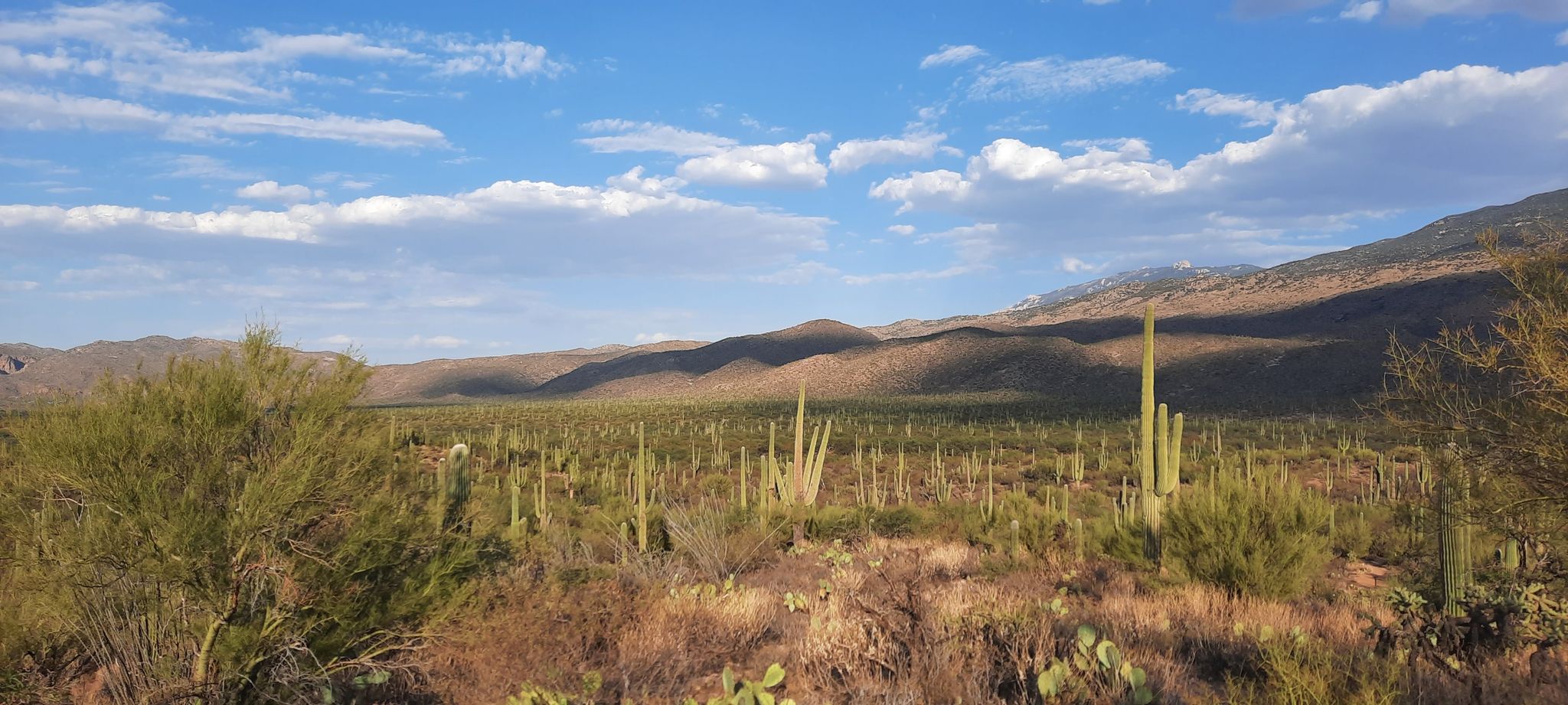 Vast desert landscape with saguaro cacti, distant mountains, and a partly cloudy sky. - Loma Verde and Squeeze Pen Loop