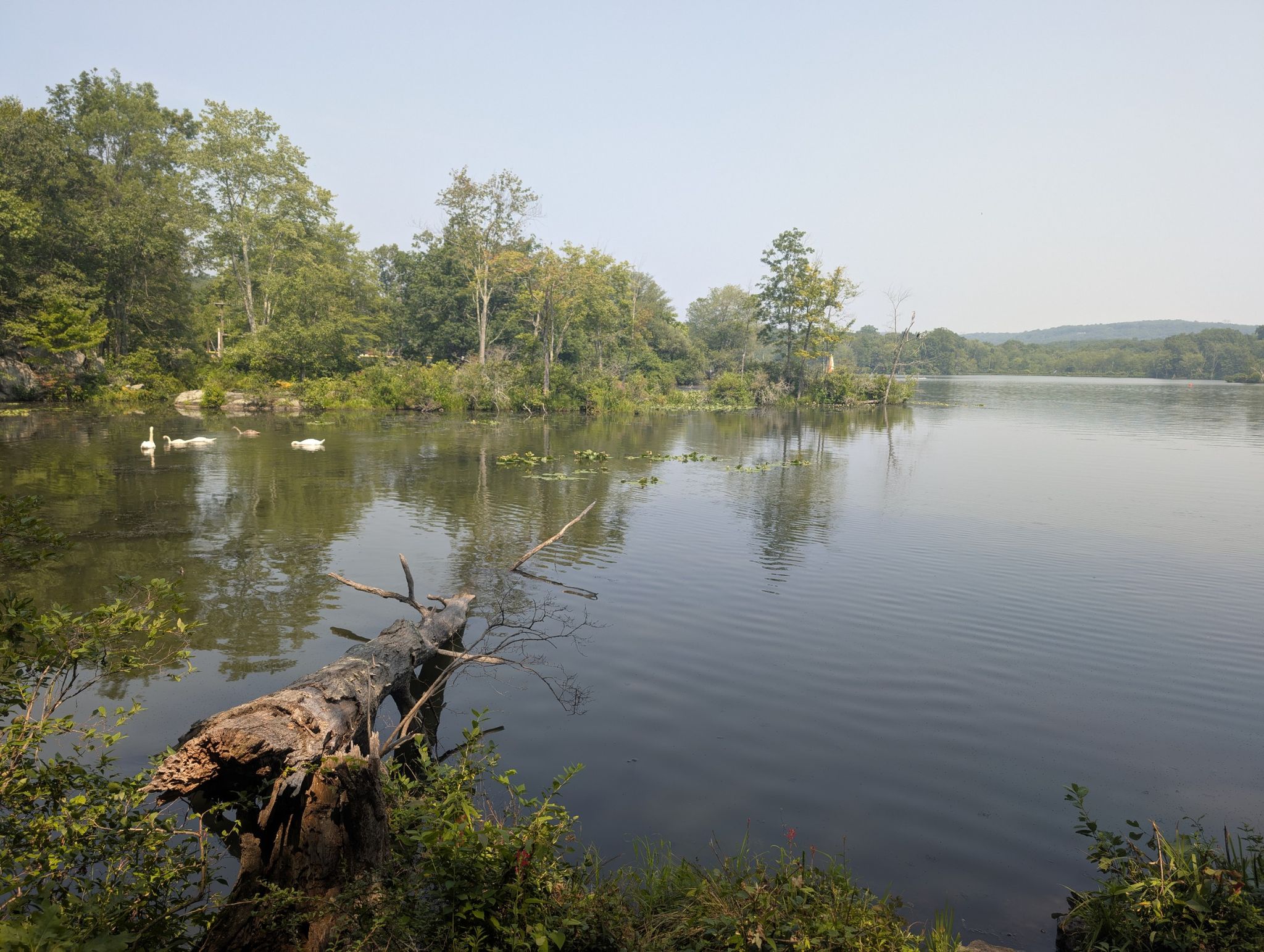 Calm lake with two white swans, surrounded by lush green trees on a bright day. - Sussex Branch Trail loop from Mount Olive