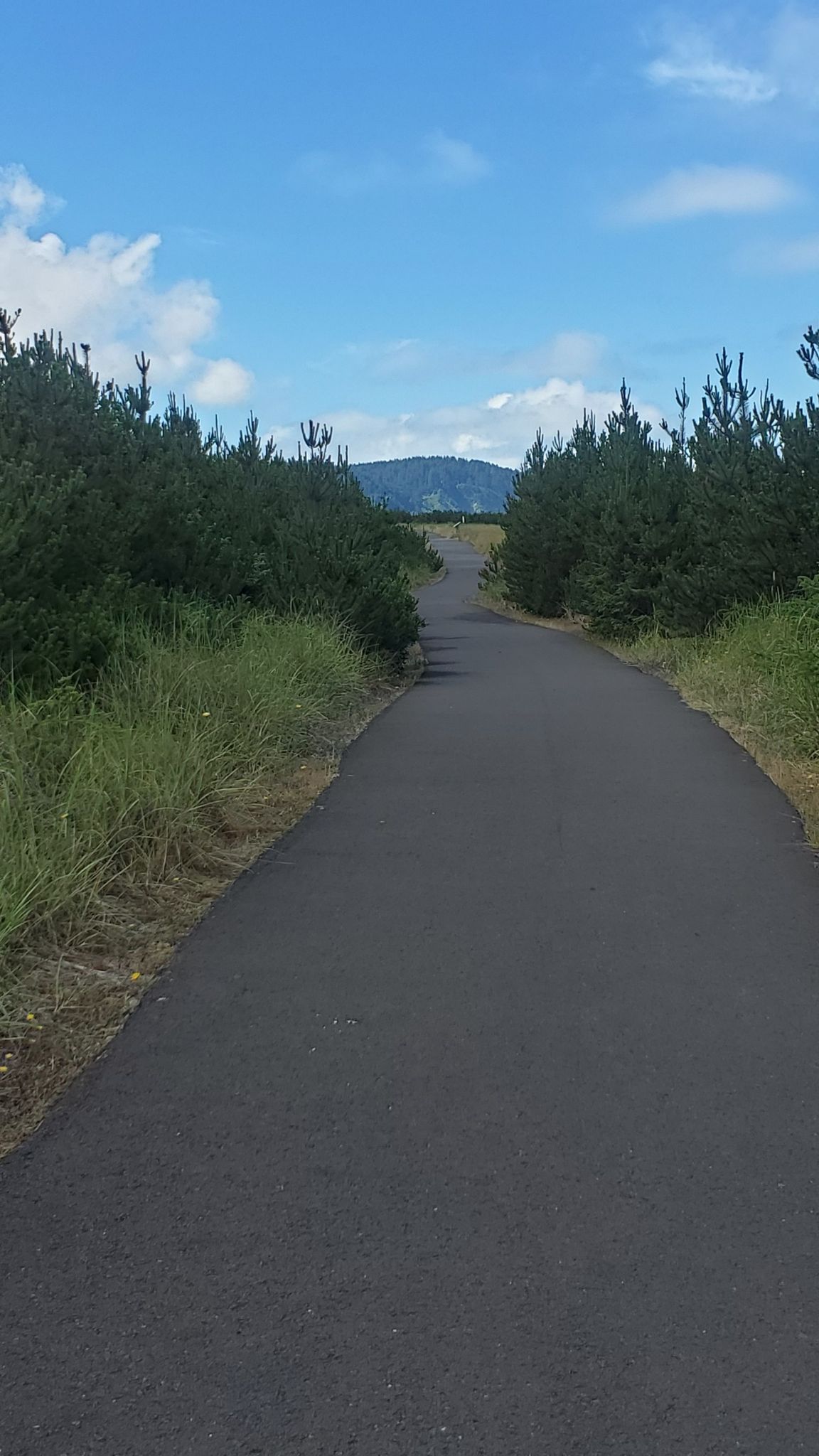 Paved path through green bushes leading towards a distant mountain. - Discovery Trail