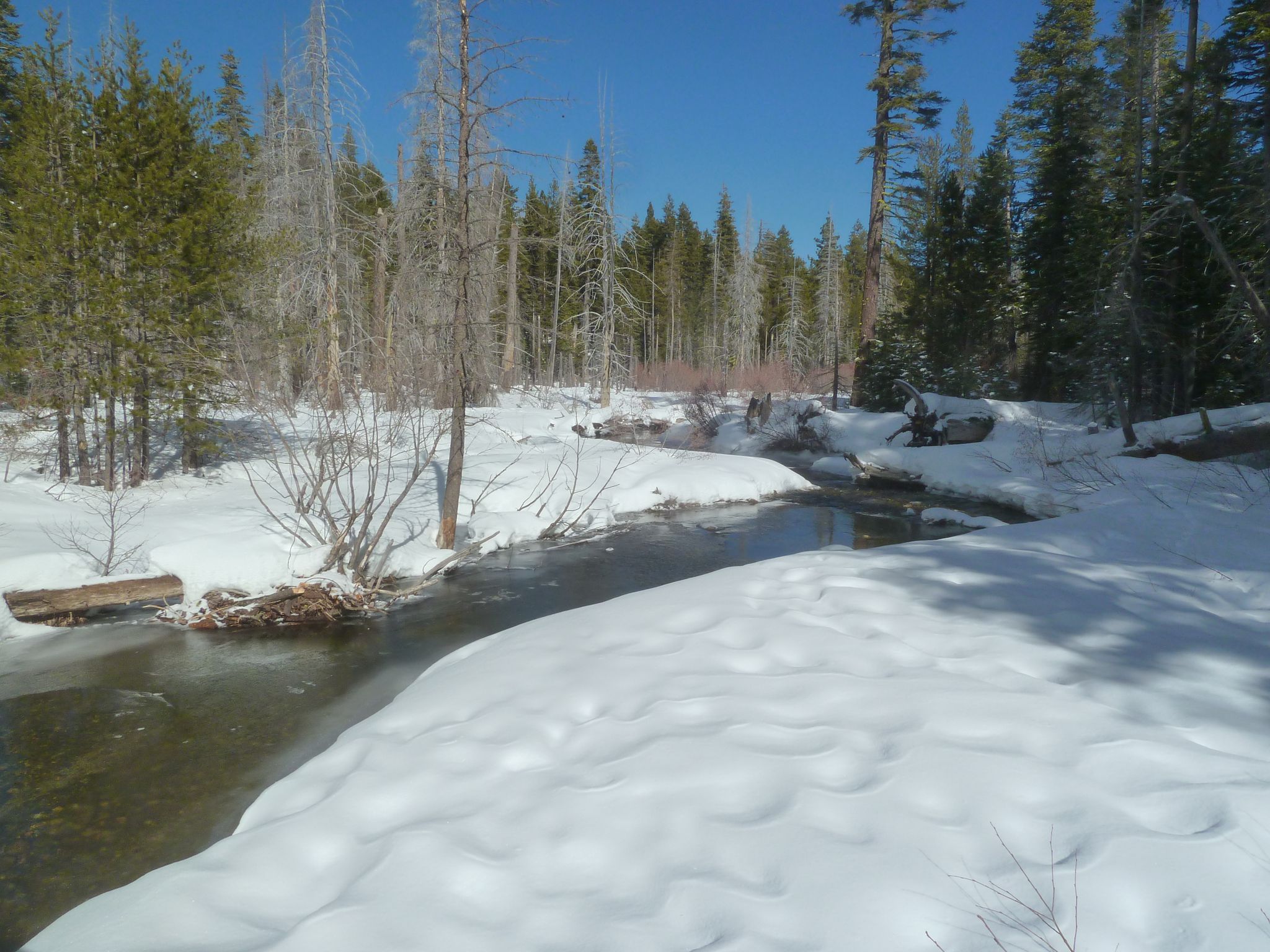 Sunny winter scene with a winding stream through snow-covered banks and forest. - General Creek Trail to Lily Pond