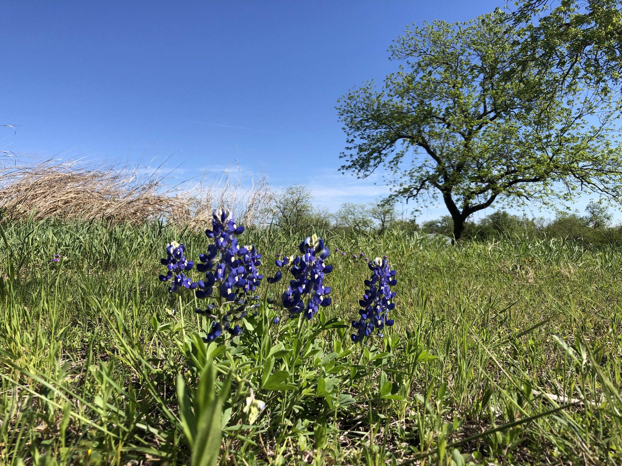 Blue wildflowers in a sunny green field with a large tree. - LBJ Walking Trail