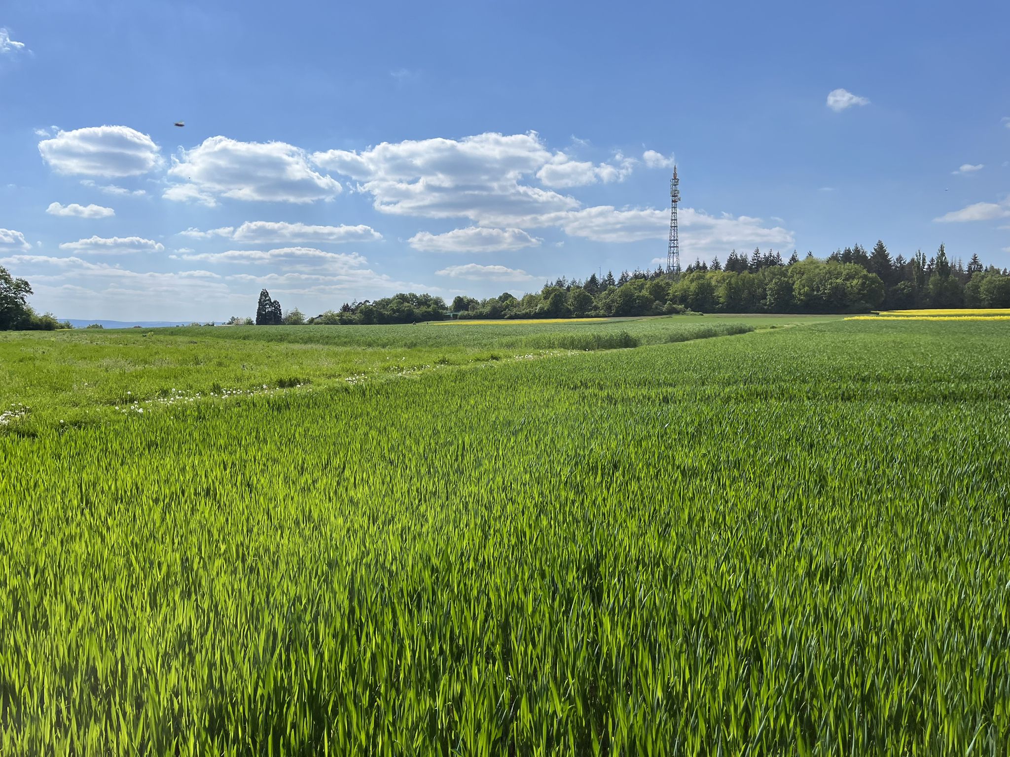 Blick auf Friolzheim mit Mammutbaum (oberhalb der A8)