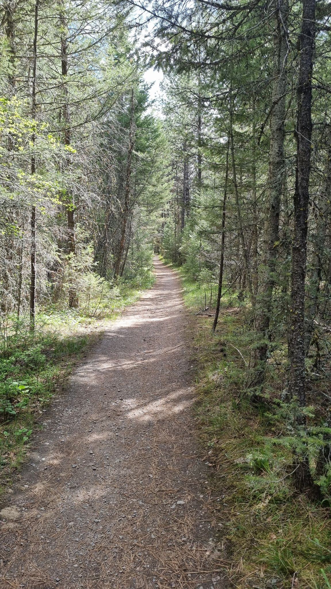 A sun-dappled dirt path winds through a dense evergreen forest. - Mountainbike loop from Rattlesnake Trailhead