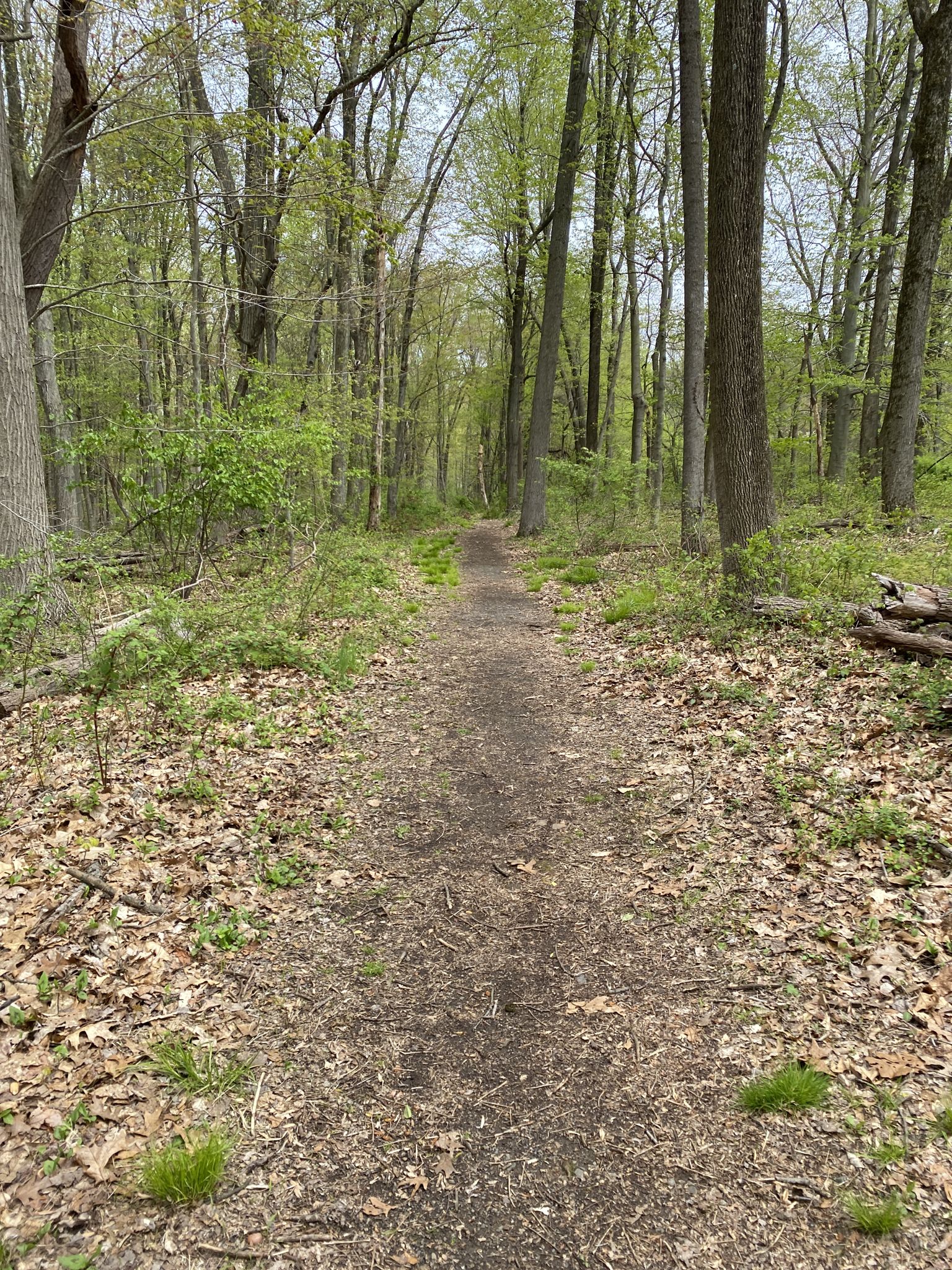 A narrow dirt path winds through a green, leafy forest. - Purple Trail