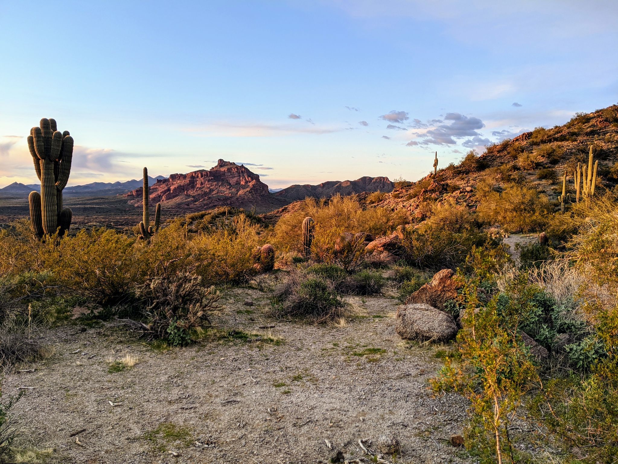 Desert landscape at sunset with saguaro cacti, shrubs, and distant mountains. - Cactus Garden Trail – Fence Line Trail loop from Power Road Park and Ride