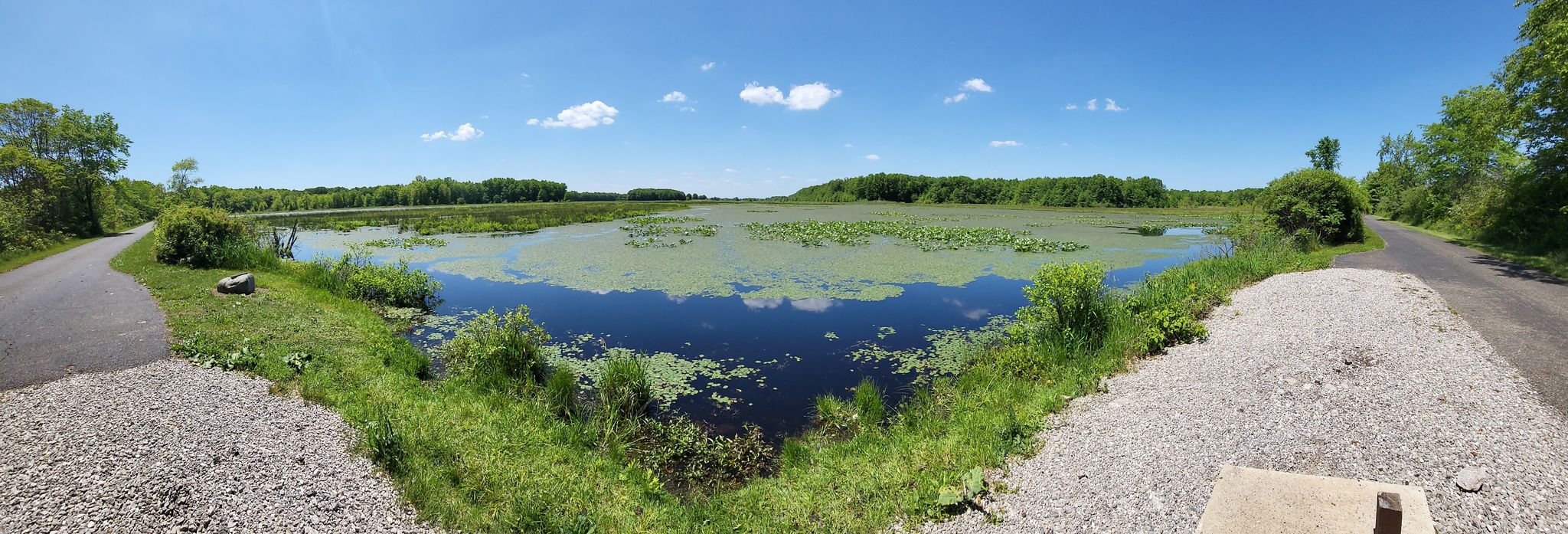 Panoramic view of a lily pad-covered lake under a bright blue sky. - Mosquito Creek Wildlife Area loop from Champion