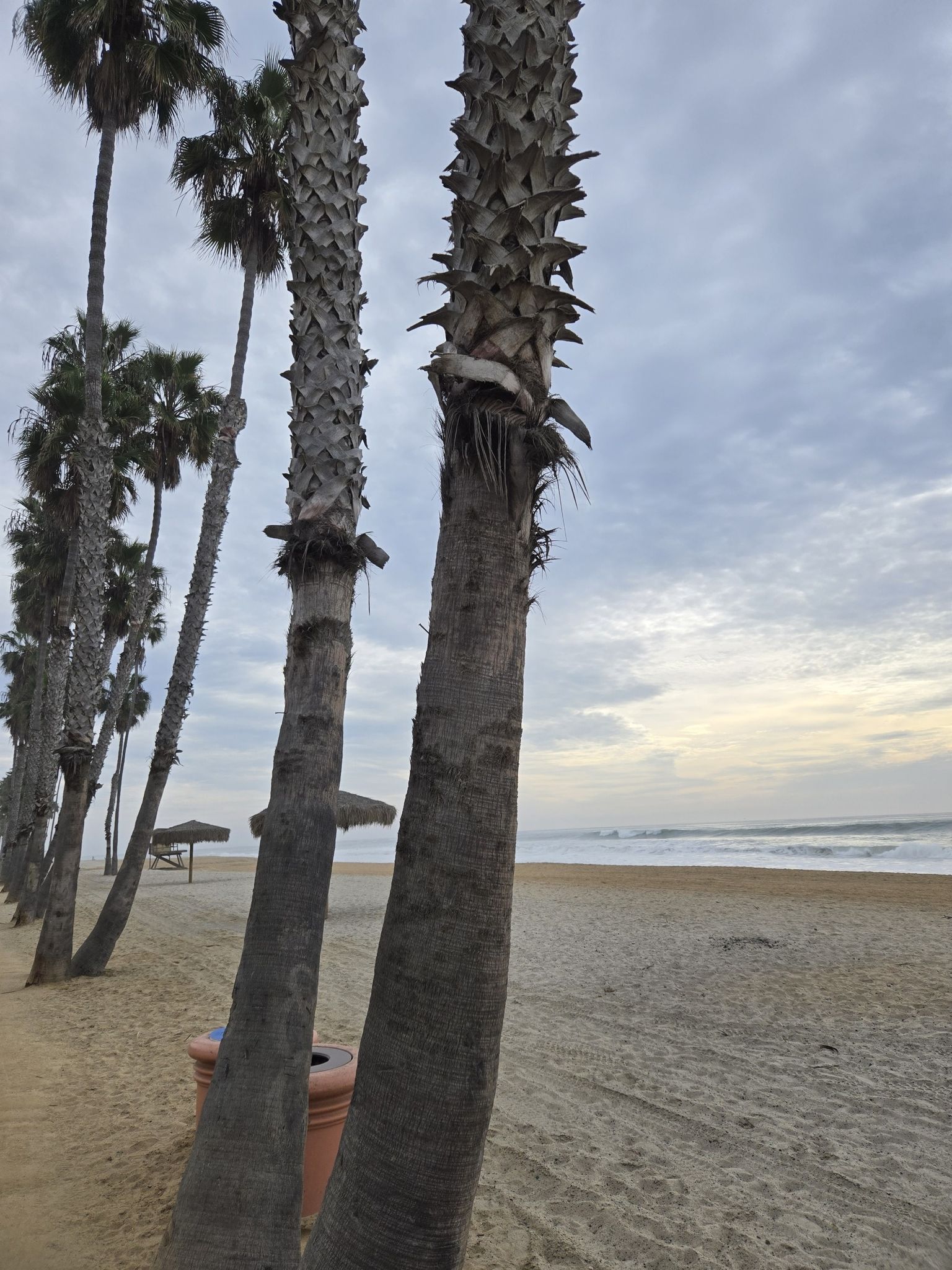Tall palm trees on a sandy beach under a cloudy morning sky. - T Street Beach – San Clemente Pier Beach Trail loop from San Clemente