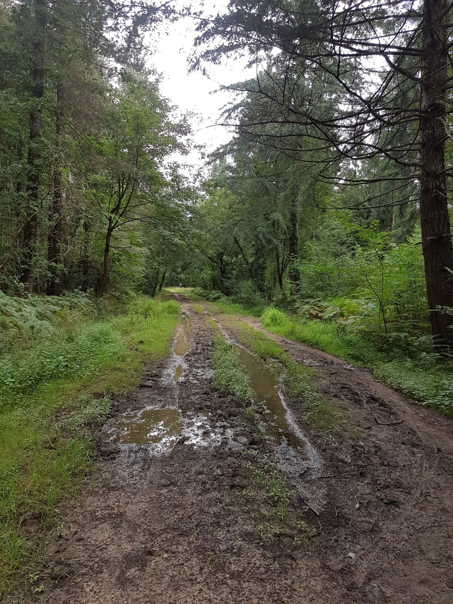 Even in summer with not that much rain recently this route is very muddy, especially the footpath sections