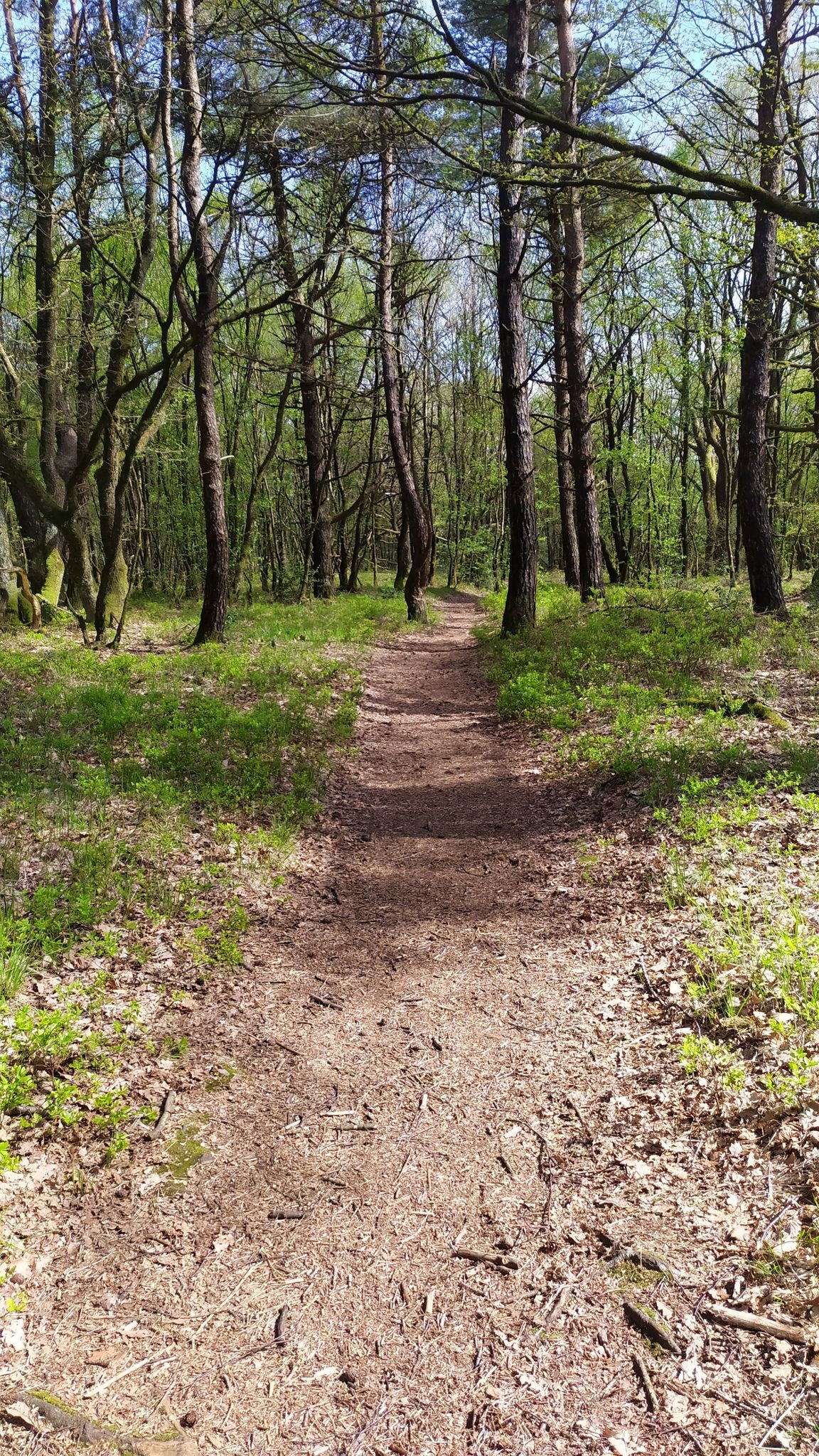 un éclairage magnifique dans cette forêt sarthoise