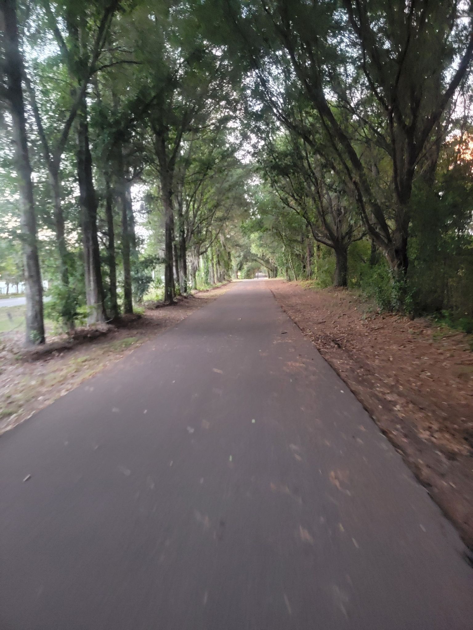 Paved path lined with tall trees forming a natural tunnel in soft light. - Suncoast Trail