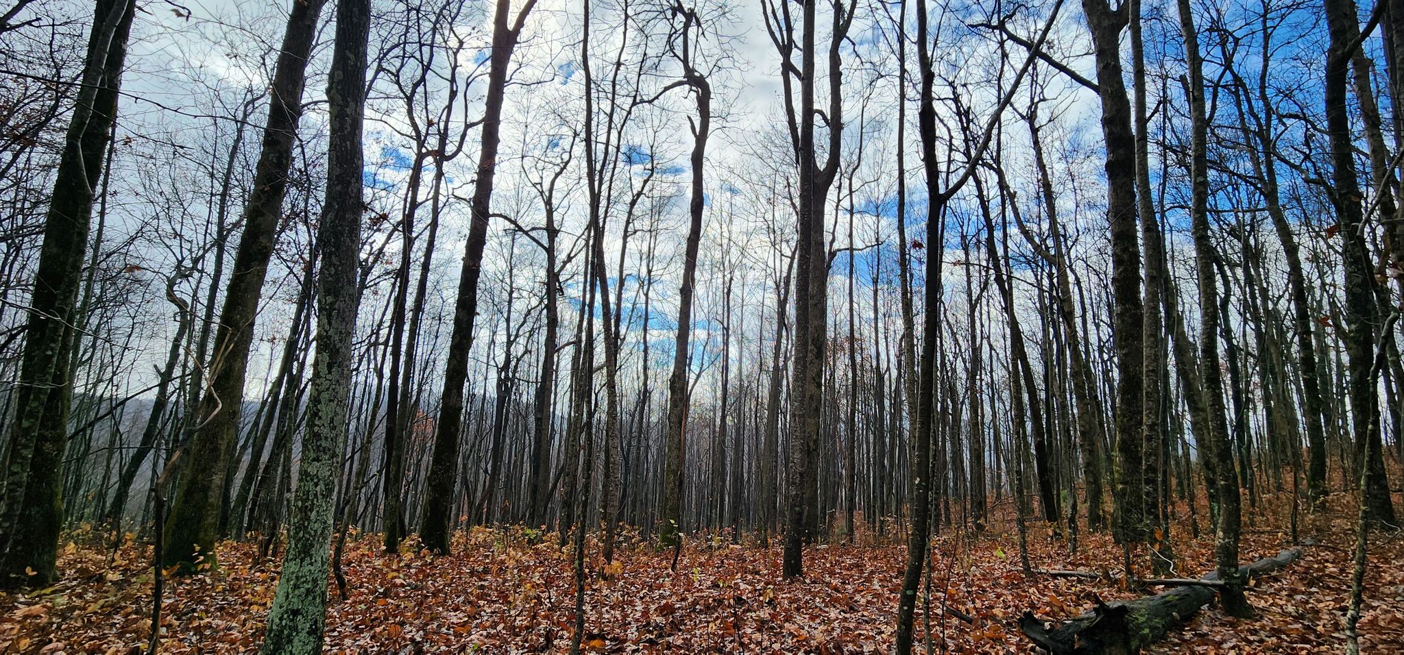 Bare trees stand tall in a forest with fallen brown leaves under a cloudy sky. - Appalachian Trail: Woody Gap to Springer Mountain