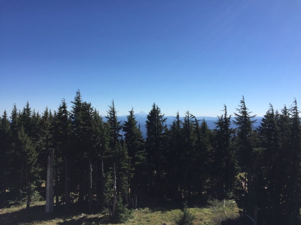 Dense evergreen forest with a distant snow-capped peak under a clear blue sky. - Timberline loop