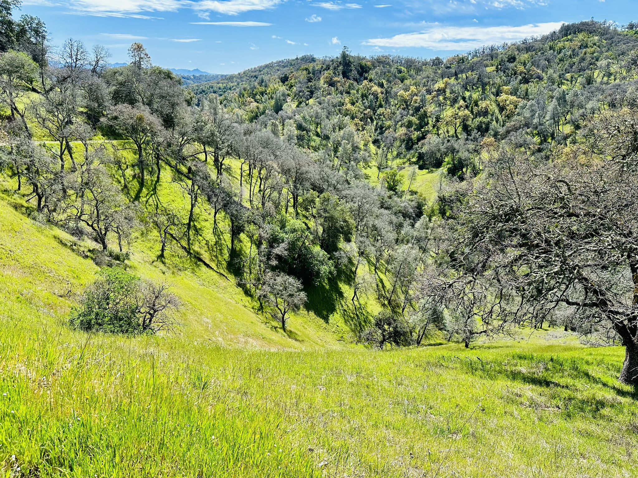 Sunny green hills with bare trees and deep shadows in a valley. - Kelly Lake, Coit Lake & Wilson Peak loop from Hunting Hollow Trailhead