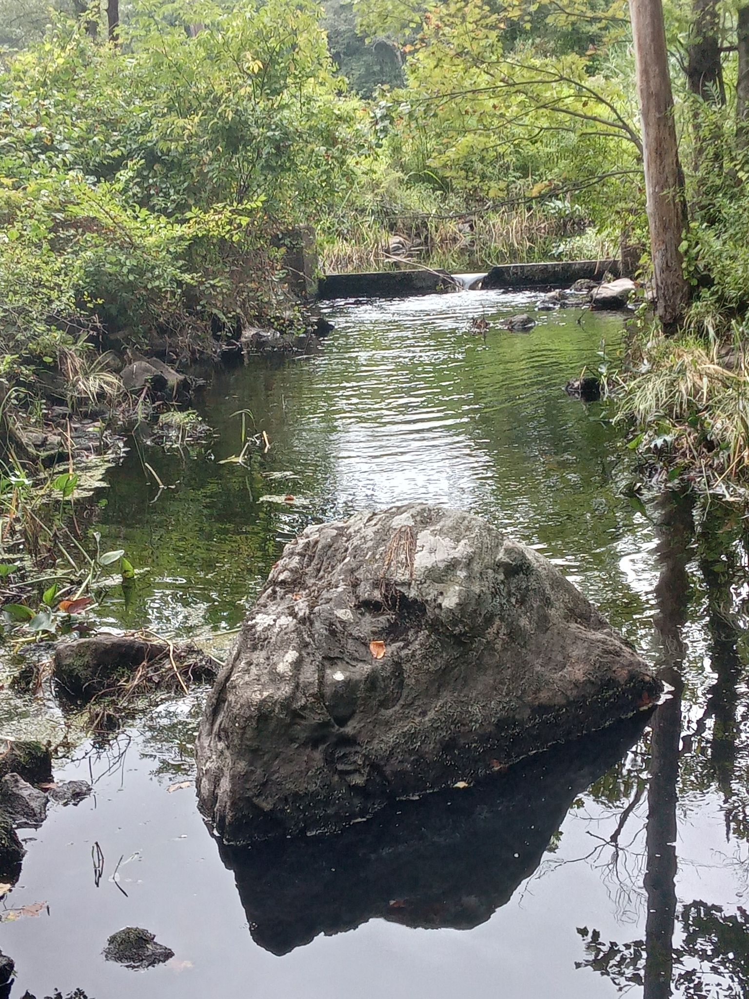 A large mossy rock sits in a dark, calm stream surrounded by green plants. - Bennett's Pond State Park – Great Viewpoint loop from Seth Low Pierrepont State Park Reserve