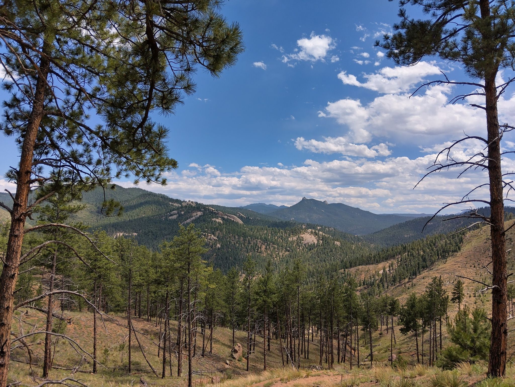 Sunny mountain valley with dense pine forests under a blue sky. - Raleigh Peak Loop via Colorado Trail