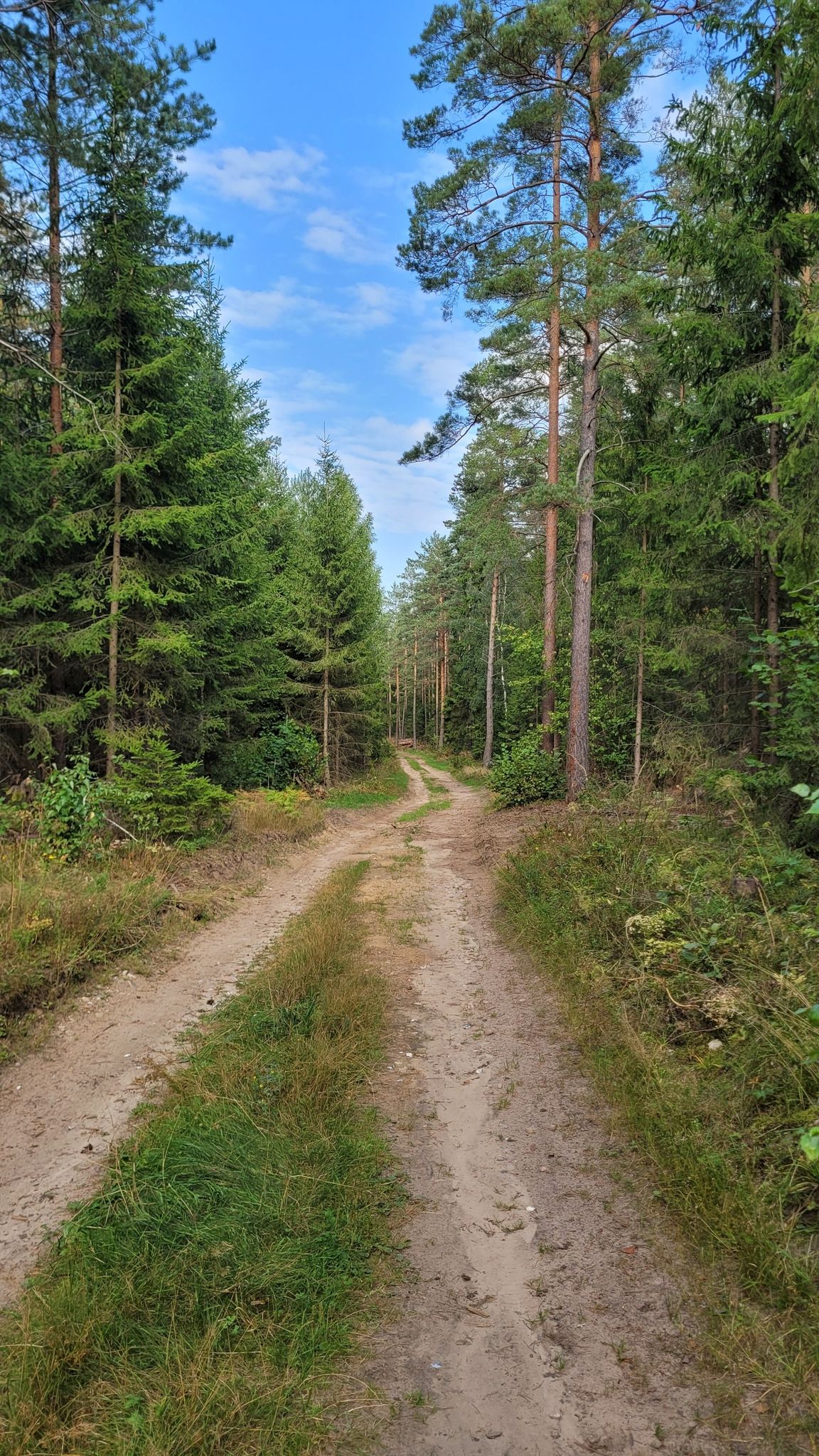 Piaszczysta leśna droga z Tatarowce do krajowej 65.