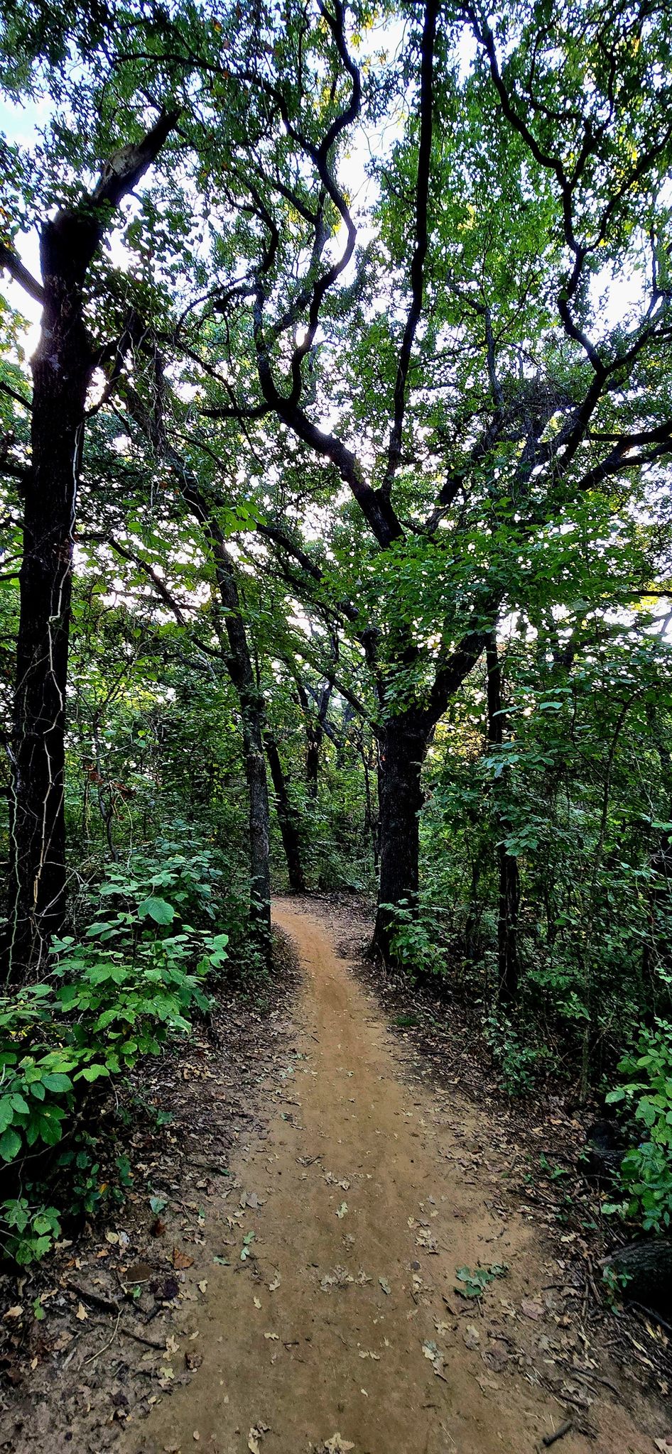 Dirt path winding through a dense, green forest with tall trees. - Mountainbike loop from U.S. Army Corps of Engineers - Murrell Park