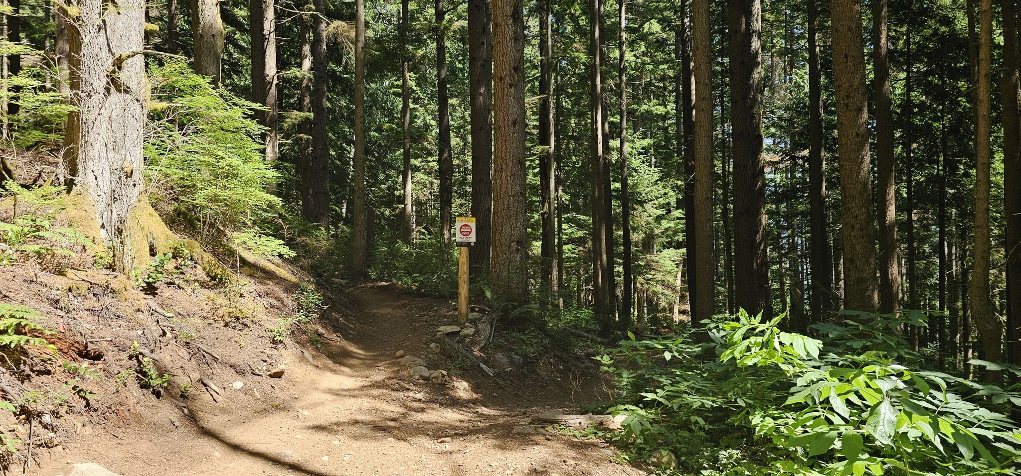 Sunlit dirt trail winding through a dense forest with tall trees and a sign. - East Tiger Mountain loop