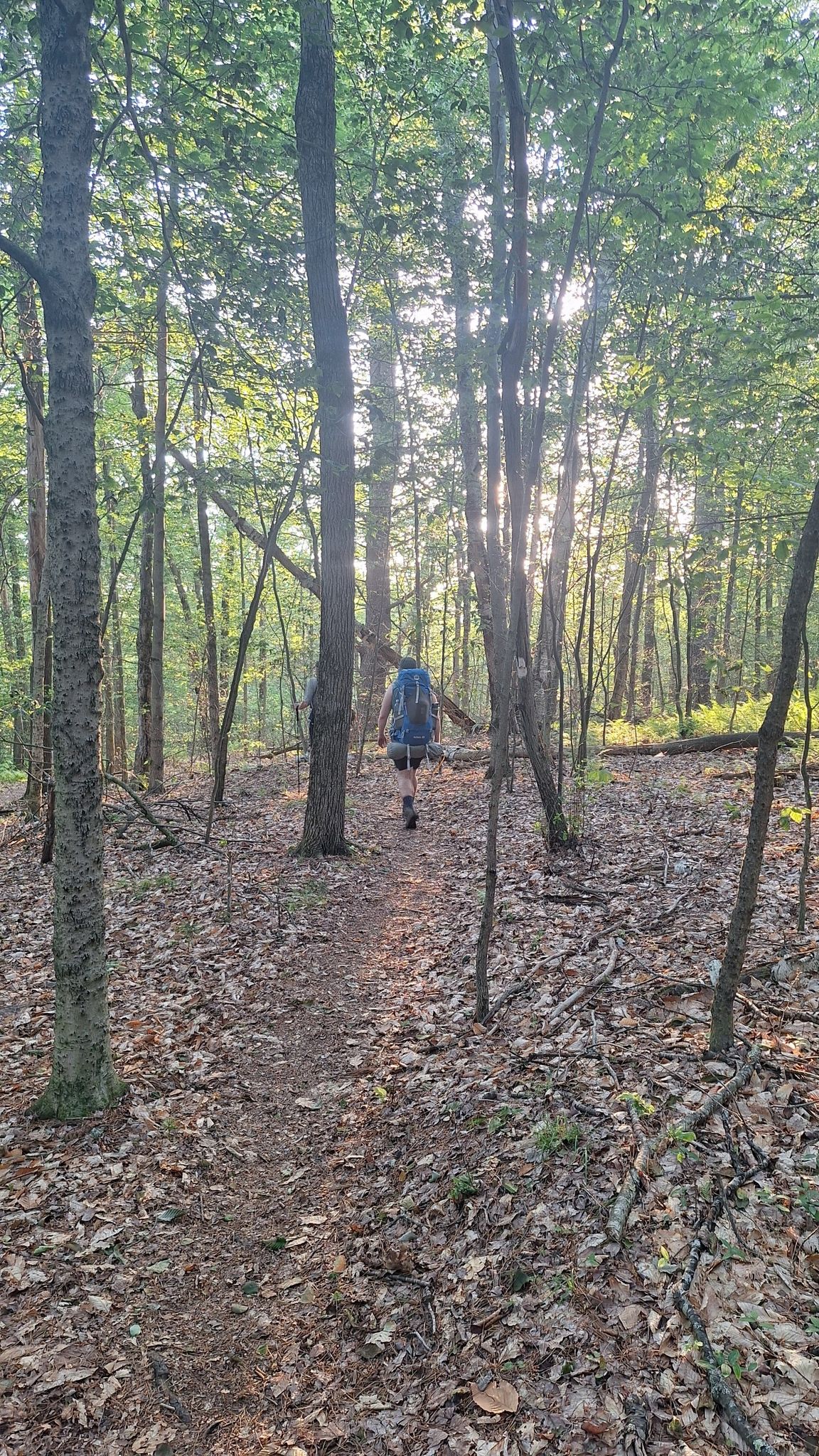 A person with a backpack hikes on a dirt path through a sunlit forest. - Appalachian Trail: Washington to Dalton
