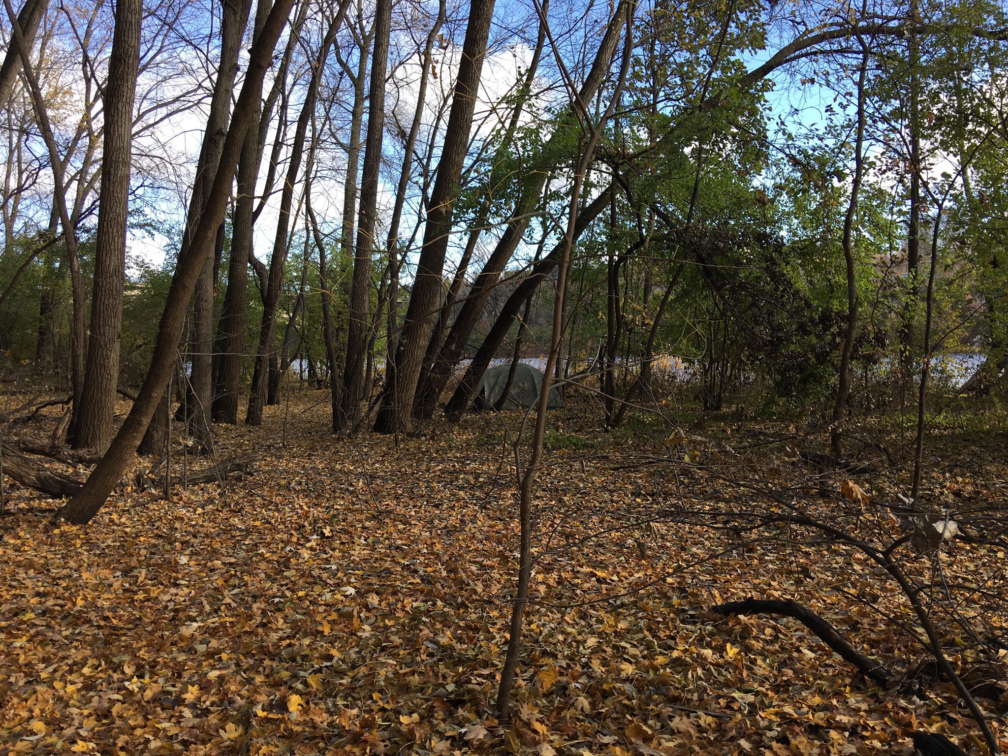 Forest floor covered in autumn leaves, bare trees, glimpse of water. - Winchell Trail