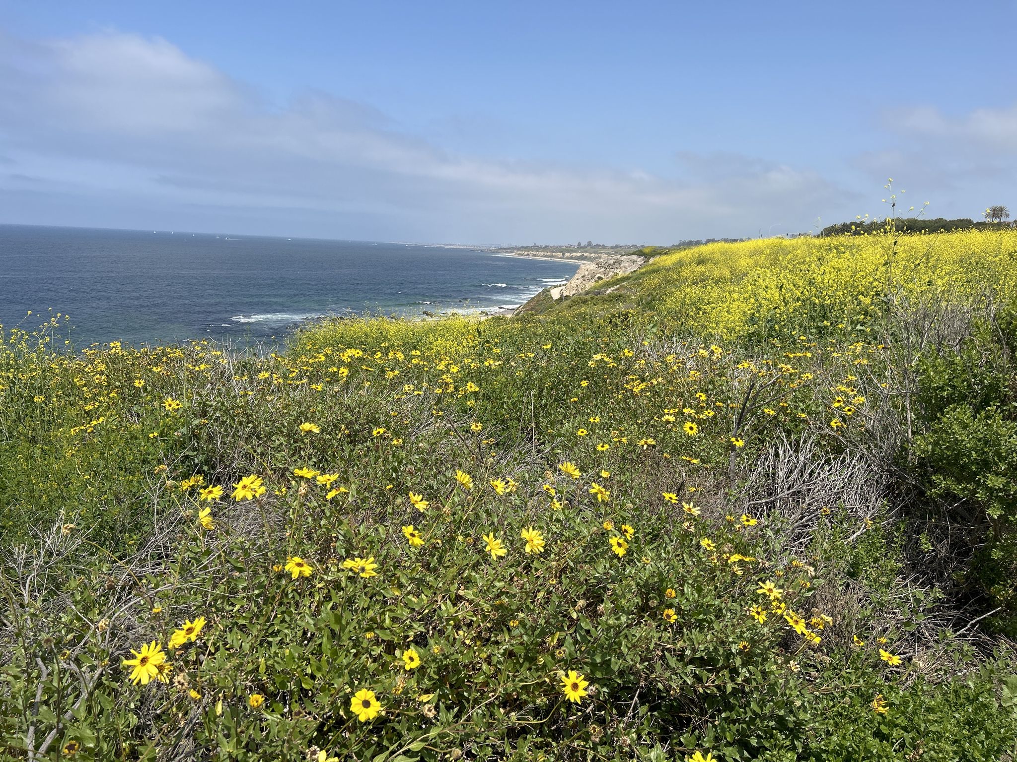 Vibrant yellow wildflowers cover a coastal bluff overlooking a sunny ocean and beach. - Coast-Reef Point to Shake Shack