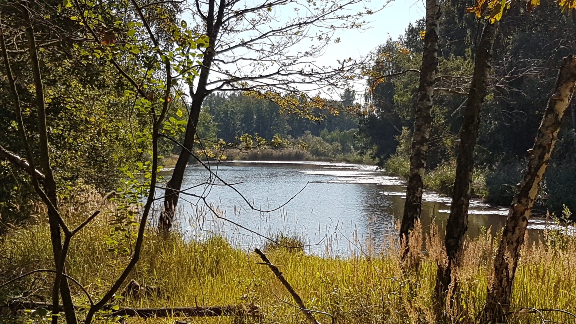 Waldsee