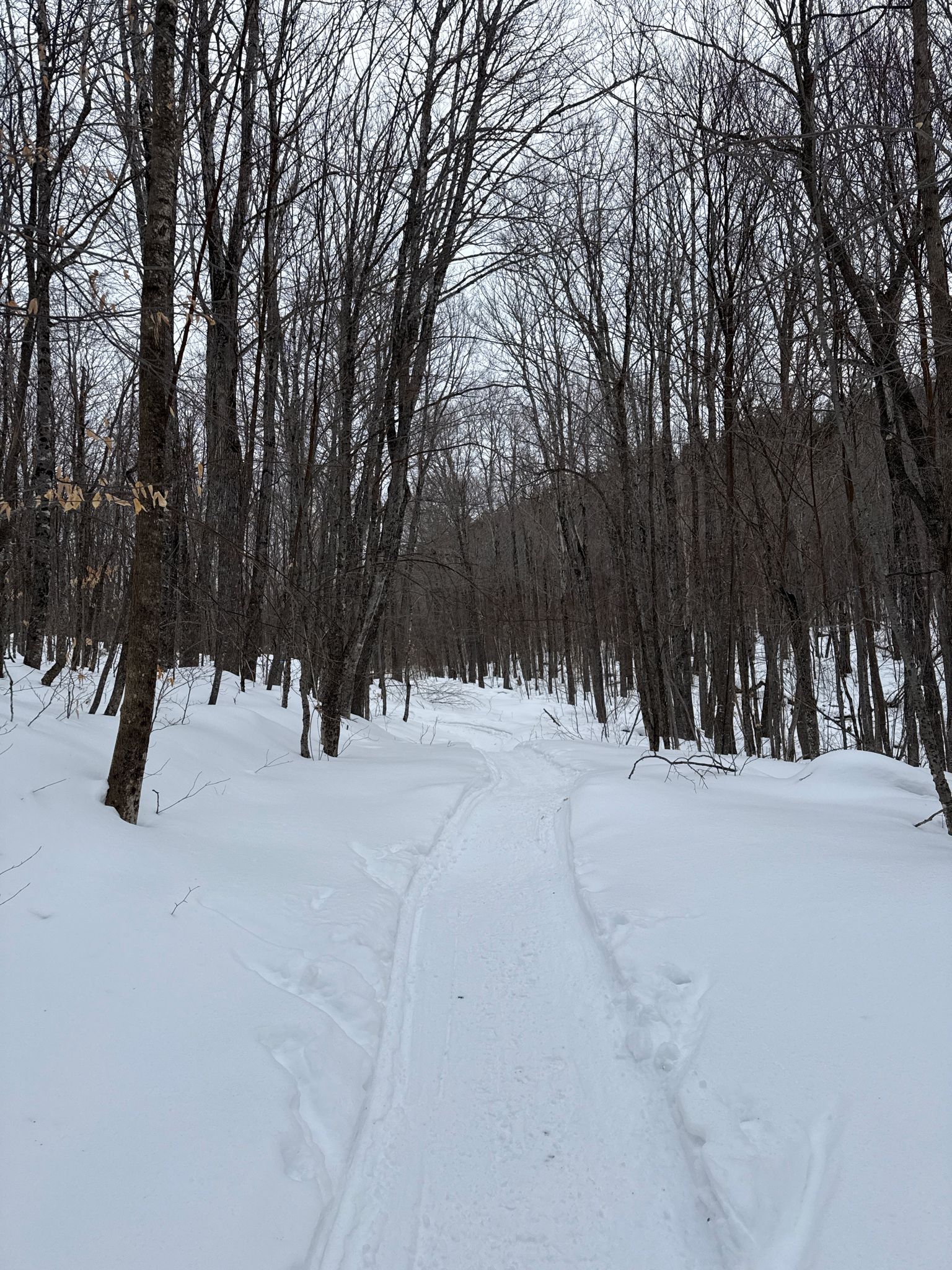Ski tracks on a snowy path winding through a bare winter forest. - Stratton Brook Hut Loop via Oak Knoll and Newton's Revenge