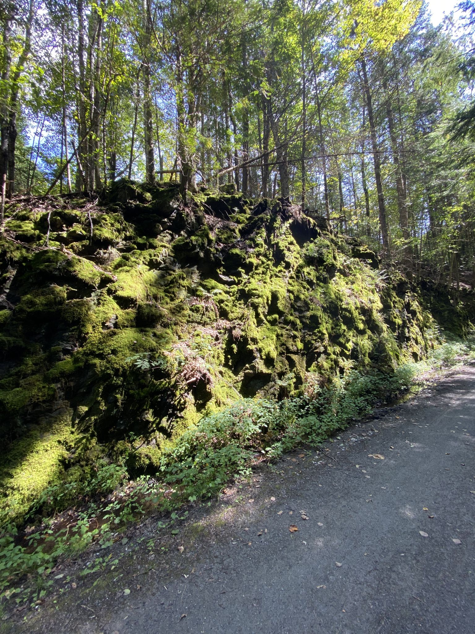 A moss-covered rock face beside a dirt road in a sunny forest. - Public Access Tools and Pump loop from Caledonia County