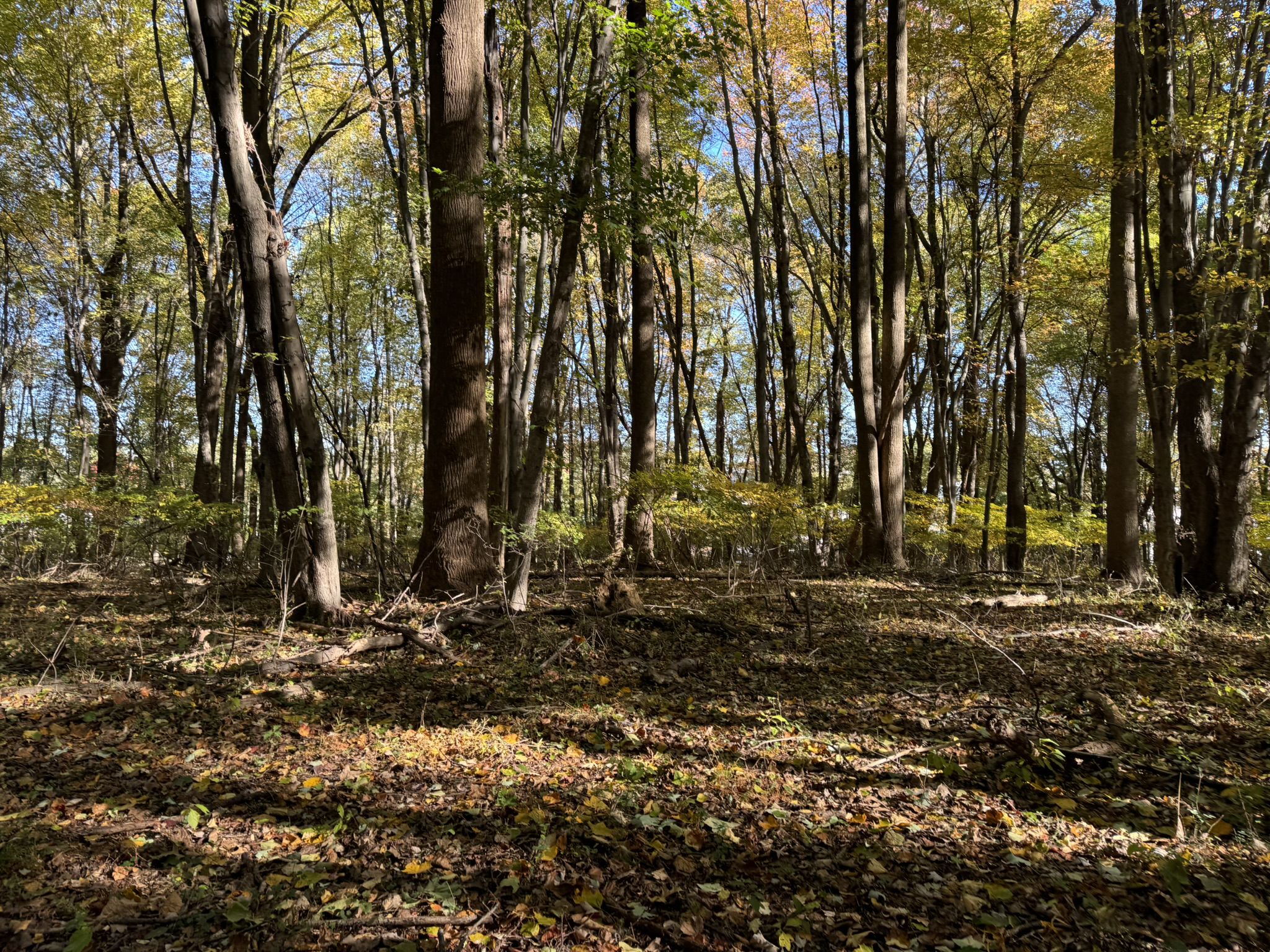 Sunny forest floor covered in autumn leaves with tall trees. - Delco Woods Loop