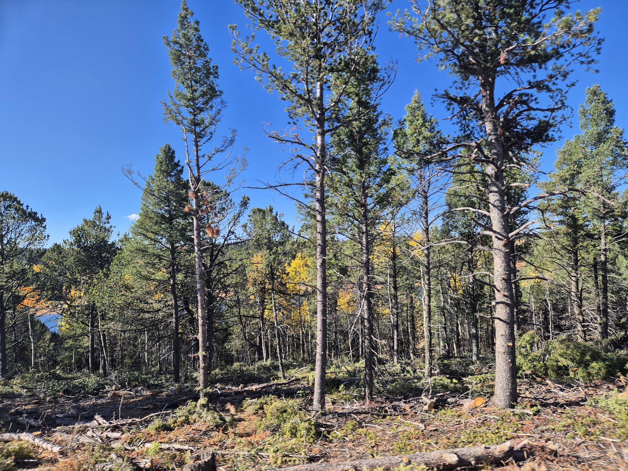 Dense pine forest with fallen logs on the ground, distant lake visible. - Crystal Creek Reservoir – Glen Cove loop from Cascade