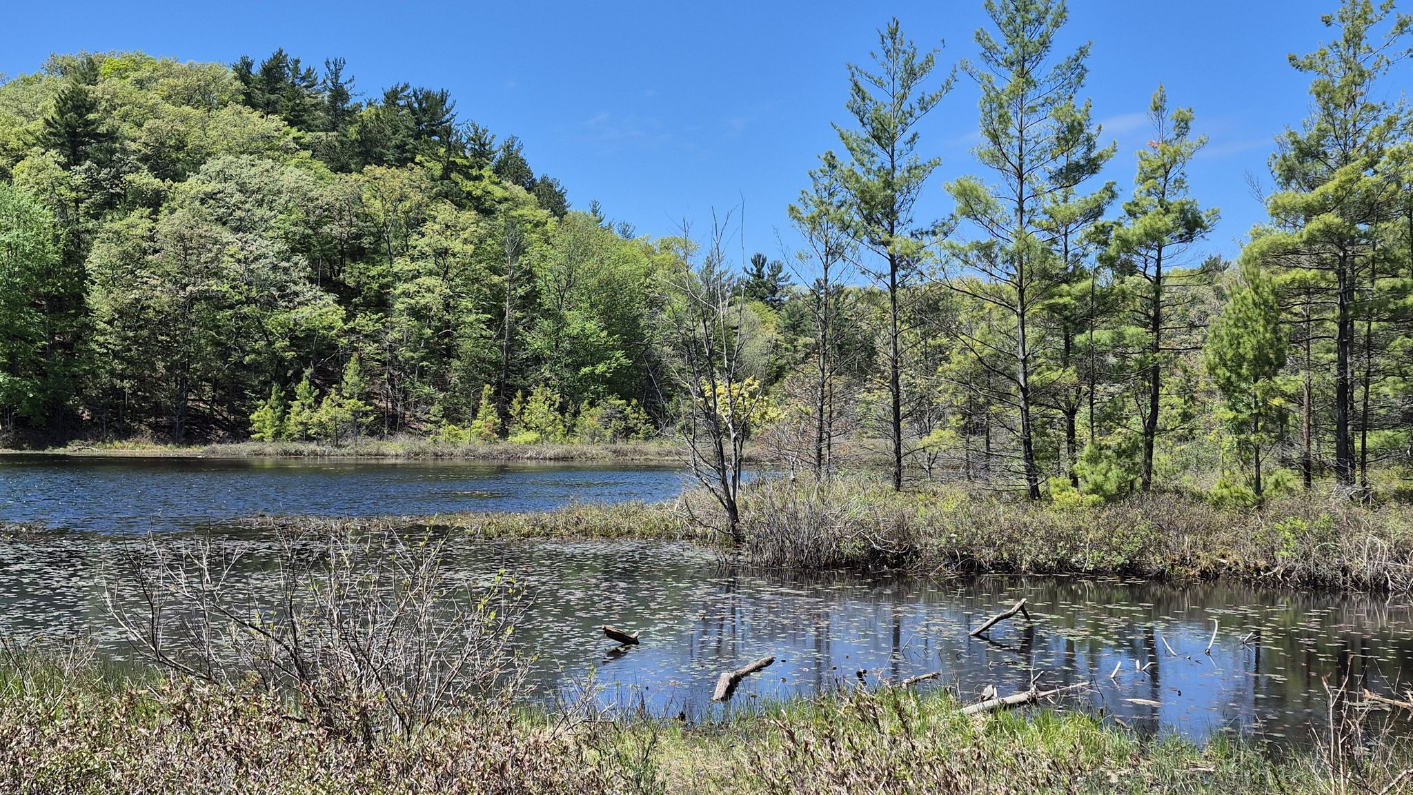 Calm water surrounded by lush green trees and hills under a clear sky. - Lost Lake Loop East