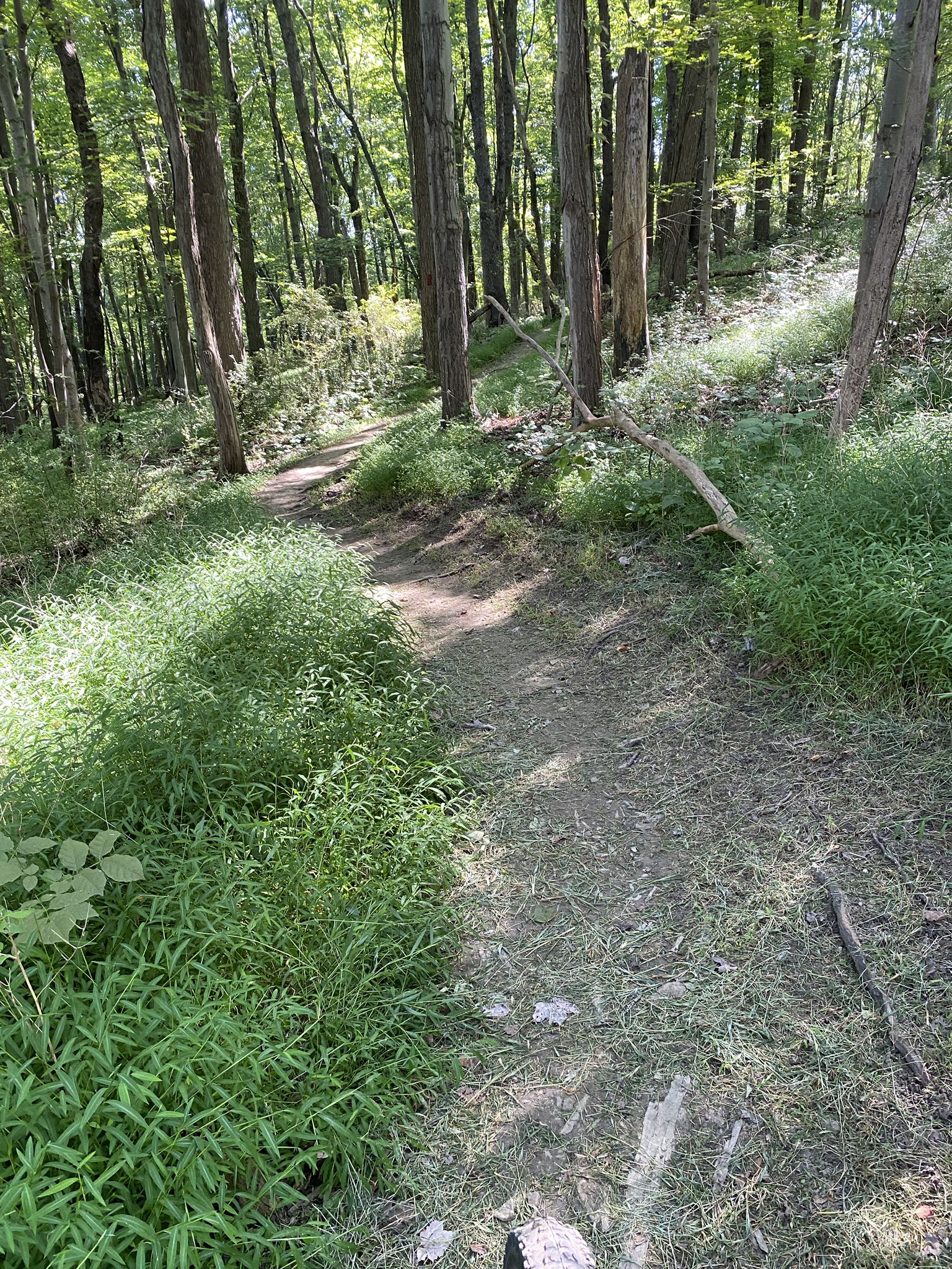 A narrow dirt path winding through a sunlit, green forest. - Vale of Cashmere Trail – Warm-up Loop Trail loop from Buffalo Preserve