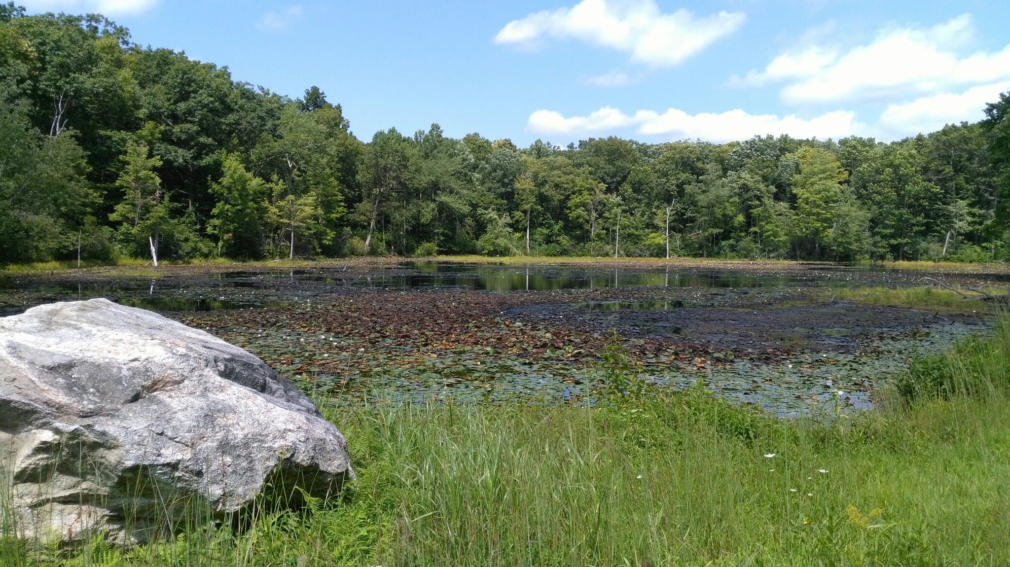 near Blueberry Hill