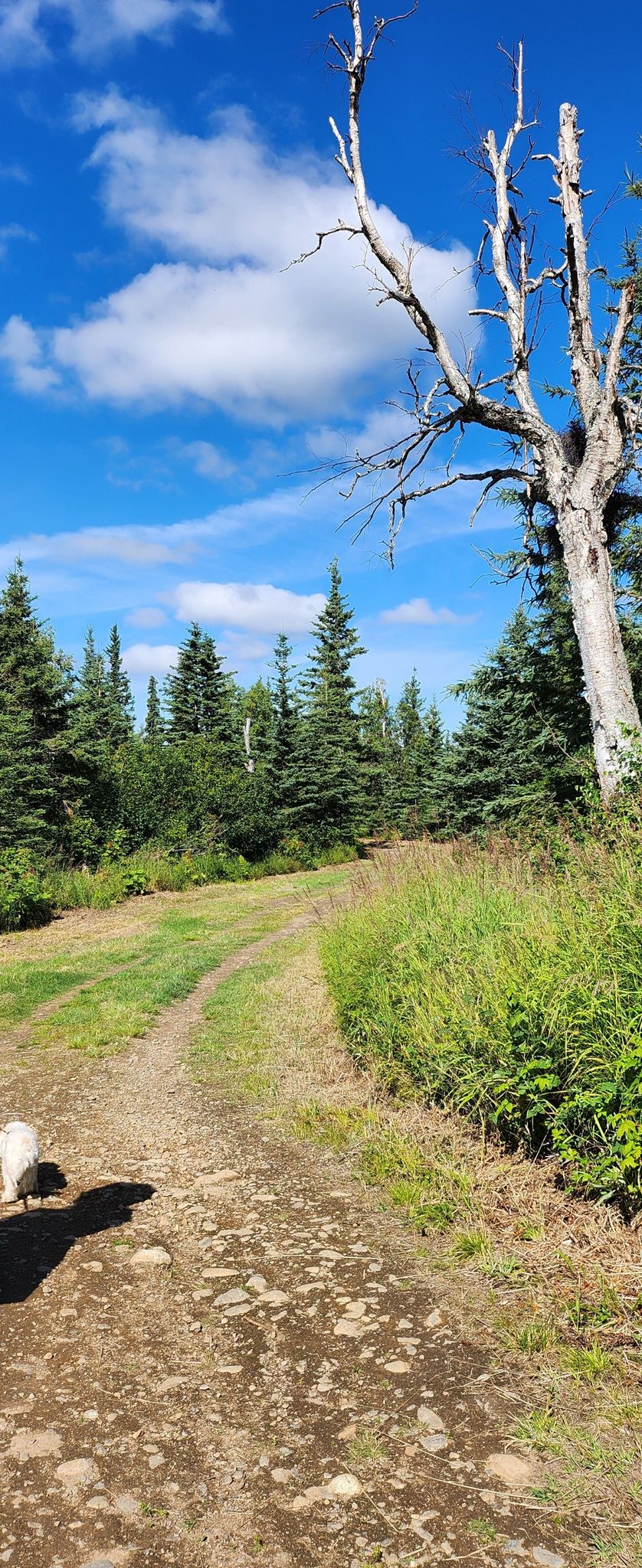 Sunny dirt path through a pine forest with a tall dead tree. - Spencer Loop Trail