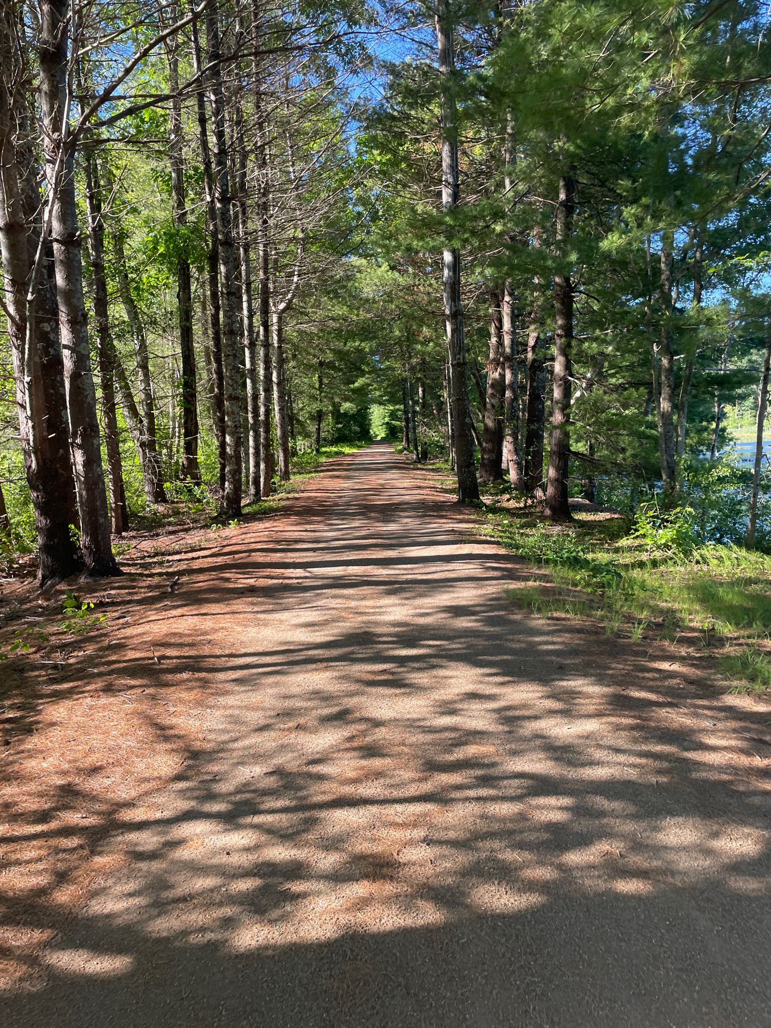 Sunny dirt path through a dense pine forest, with dappled light. - Quaddick Reservoir – Old Daniels Dam loop from Quaddick State Forest