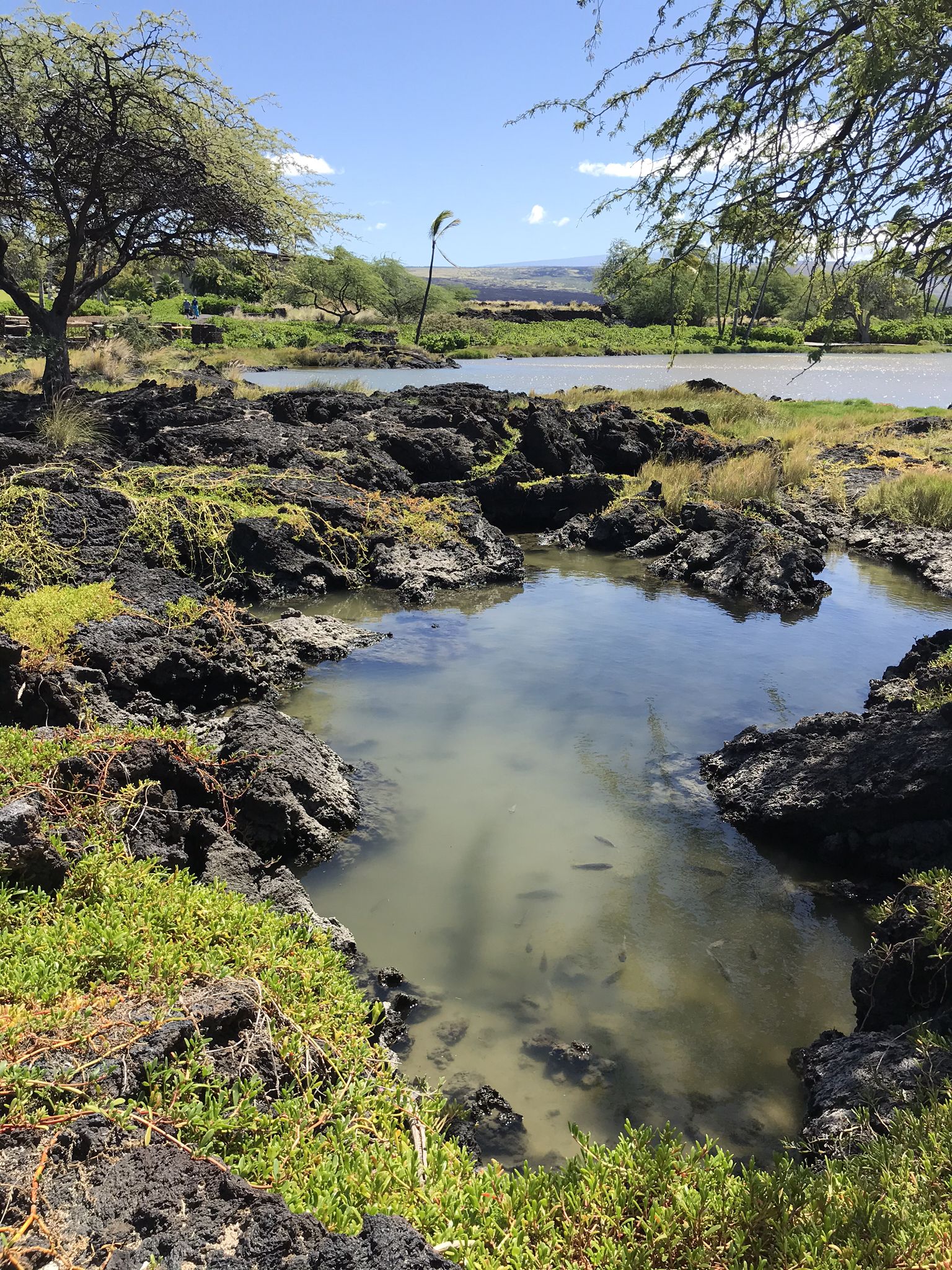 Sunny view of a small pool surrounded by dark rocks and green plants. - Anaehoomalu Beach – Kuʻualiʻi Fishpond loop from Kamehameha V (1830 - 1872)