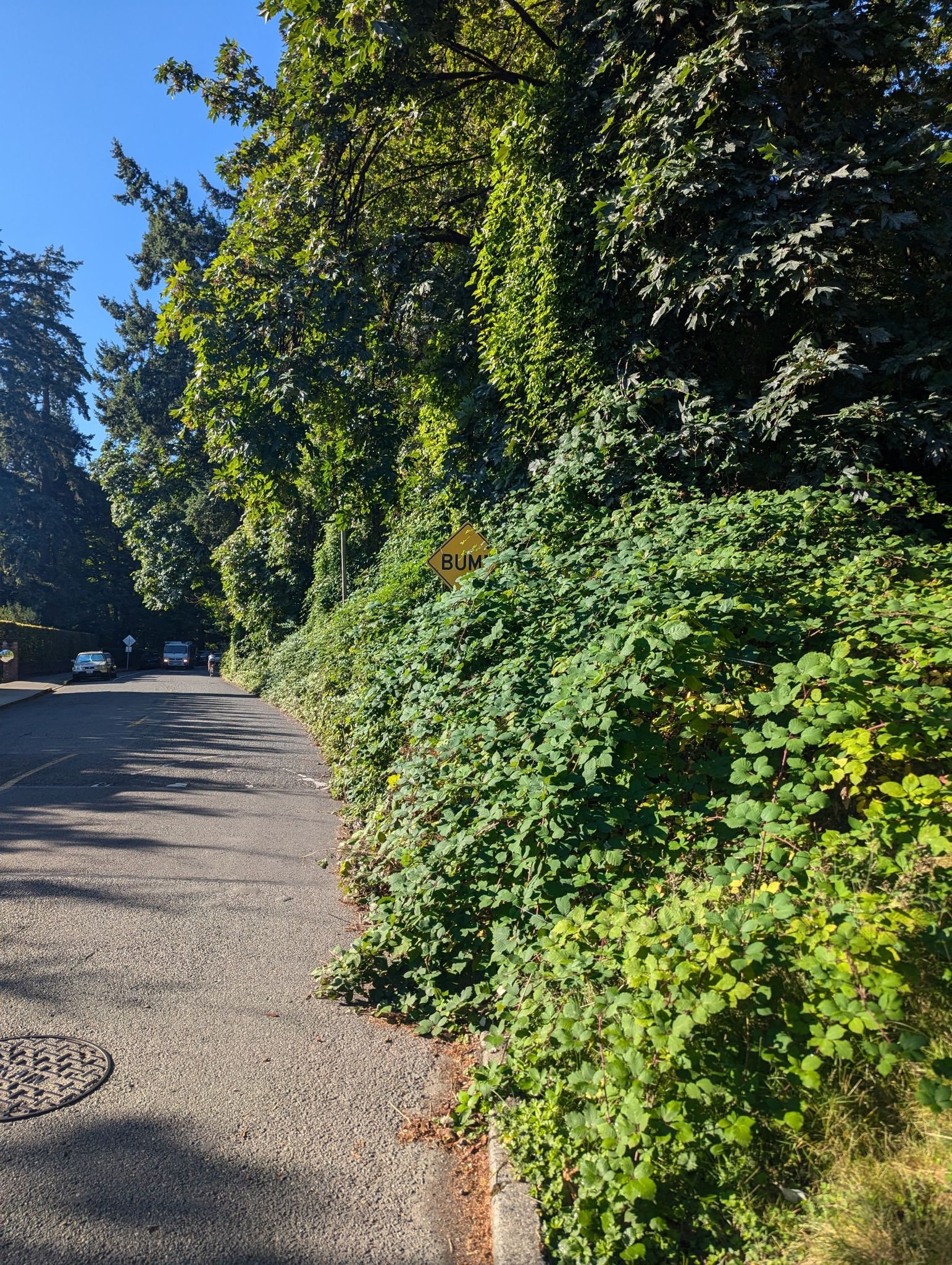 Paved road and sidewalk bordered by dense green foliage and tall trees. - Lower Leschi Park Woods – Frink Park loop from Lake Washington