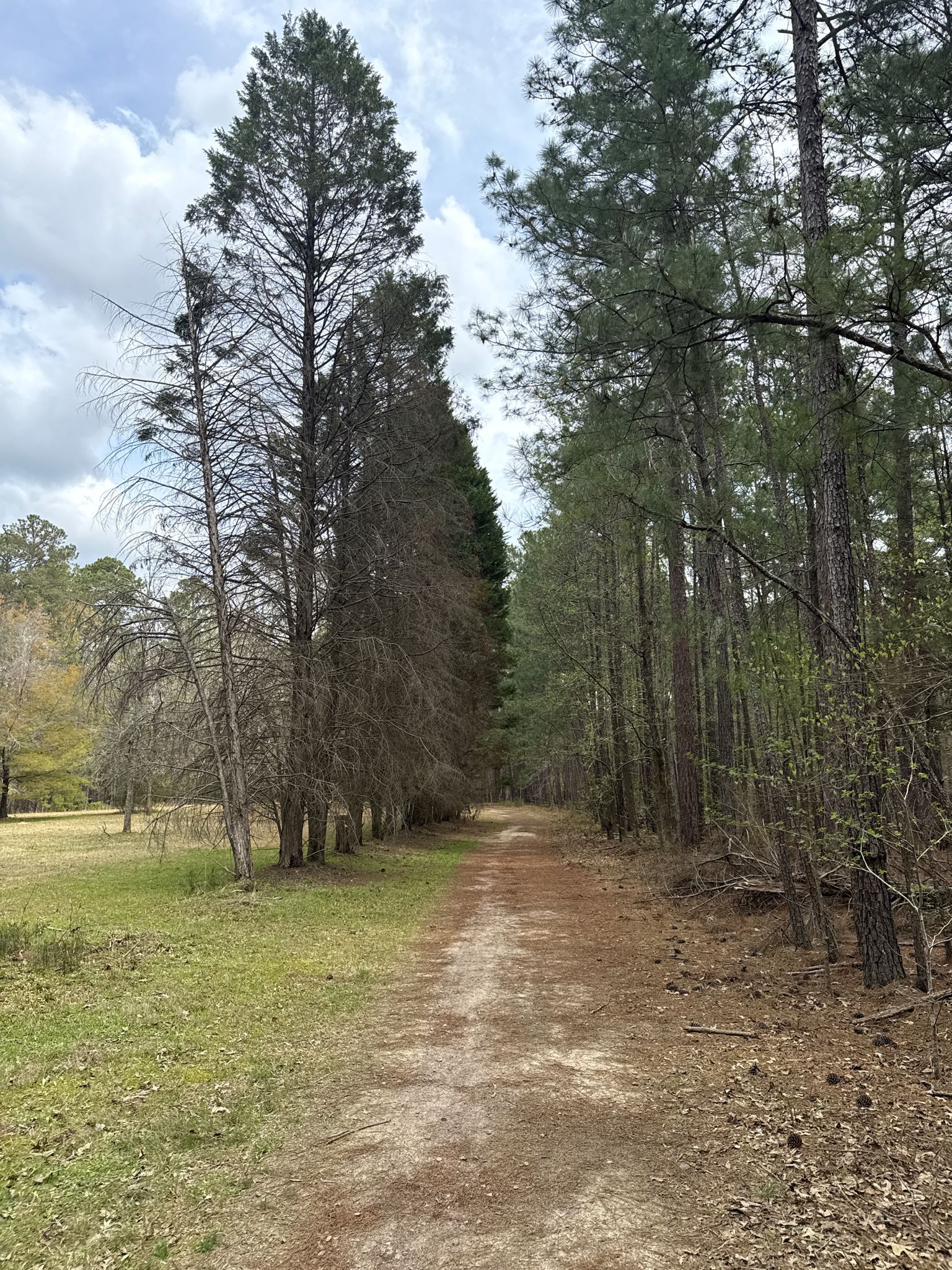 Dirt path through a forest with tall green and dead trees, overcast sky. - Harbison State Forest loop from Harbison State Forest